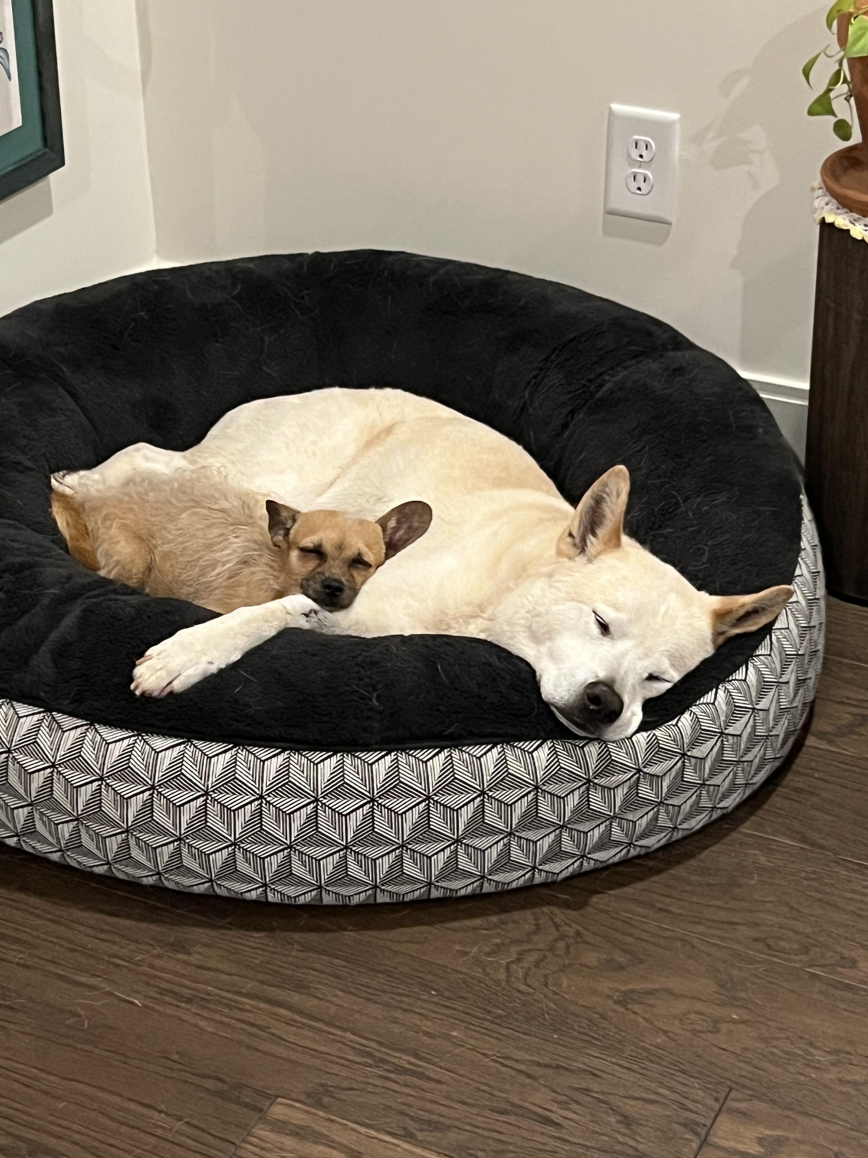 Enlarge Paz, a Adopted mixed breed in Los Angeles, CA image 3/5