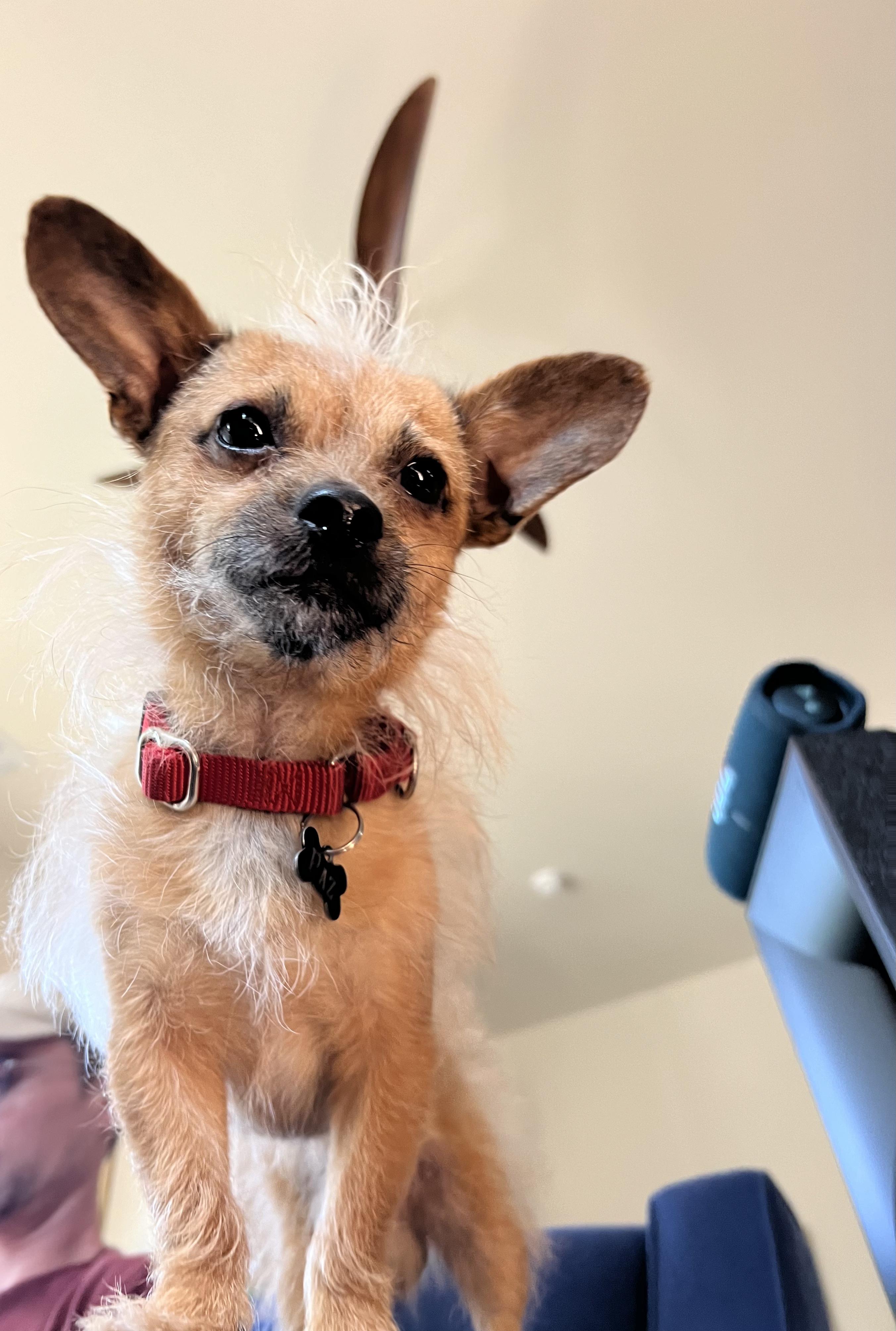 Enlarge Paz, a Adopted mixed breed in Los Angeles, CA image 5/5