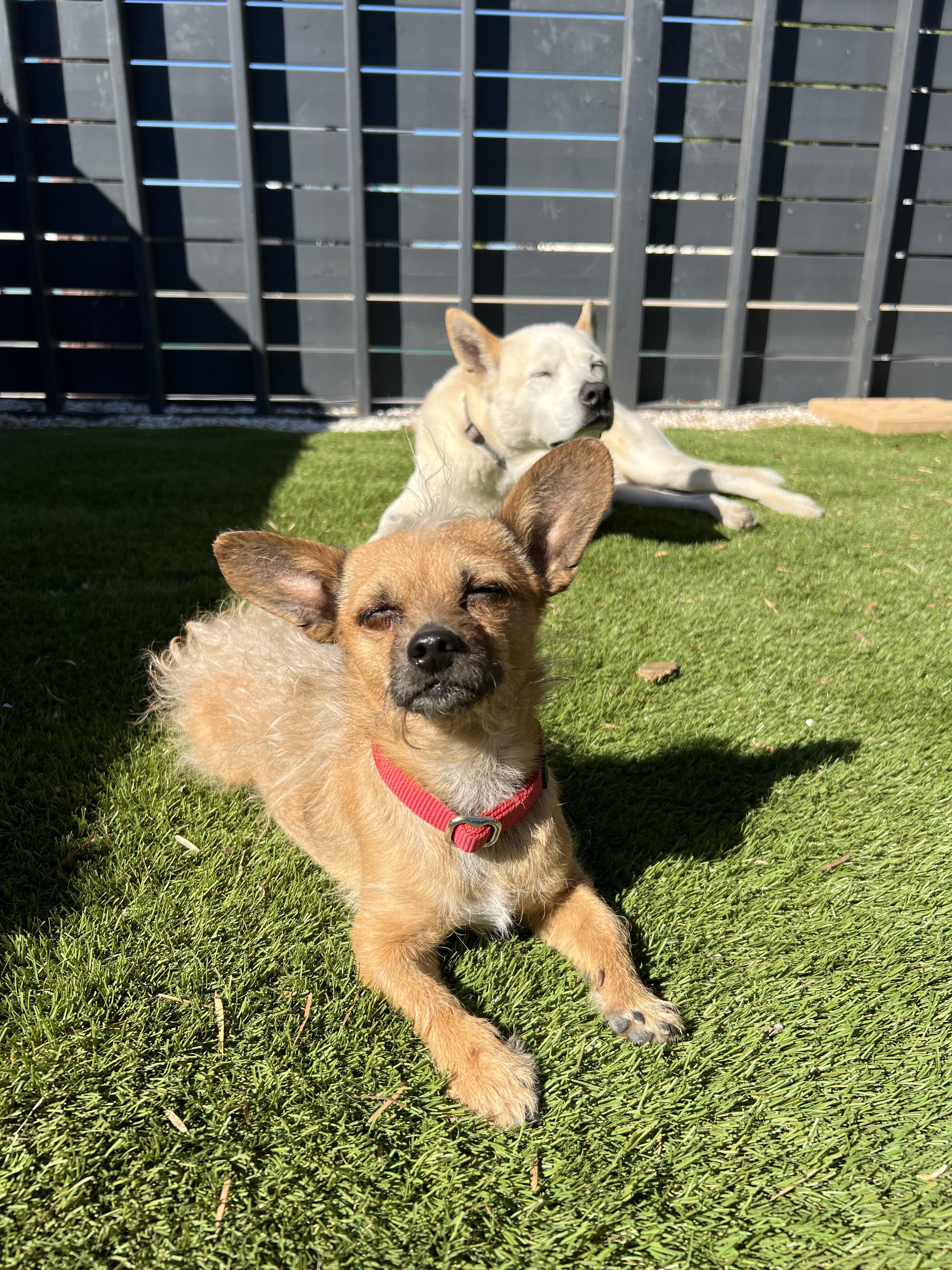 Enlarge Paz, a Adopted mixed breed in Los Angeles, CA image 2/5