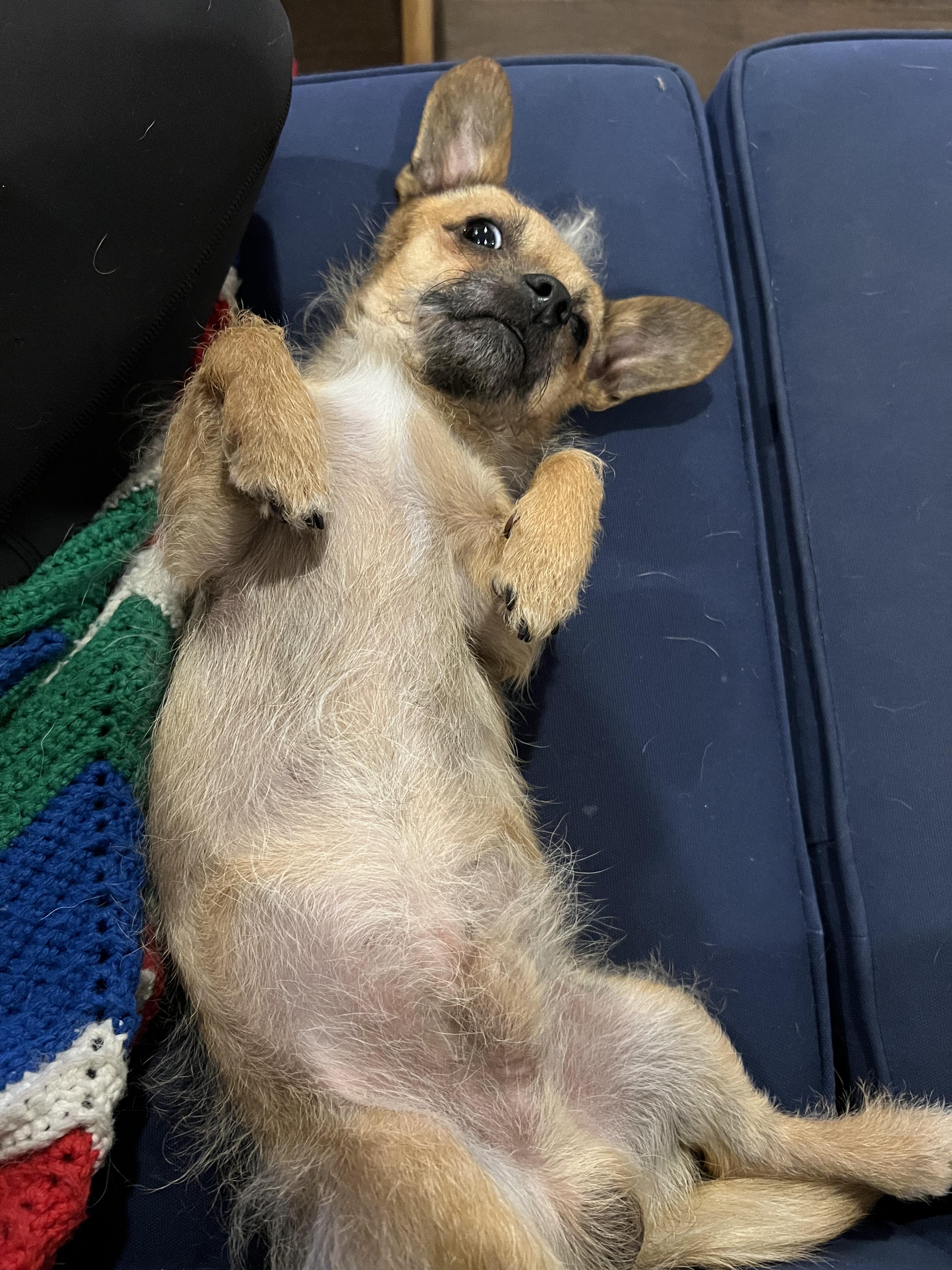 Enlarge Paz, a Adopted mixed breed in Los Angeles, CA image 4/5