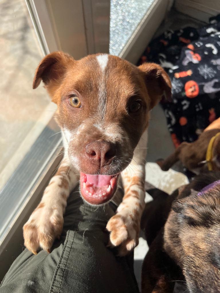 Taquito, a Adoptable mixed breed in Canyon Country, CA image 1/6