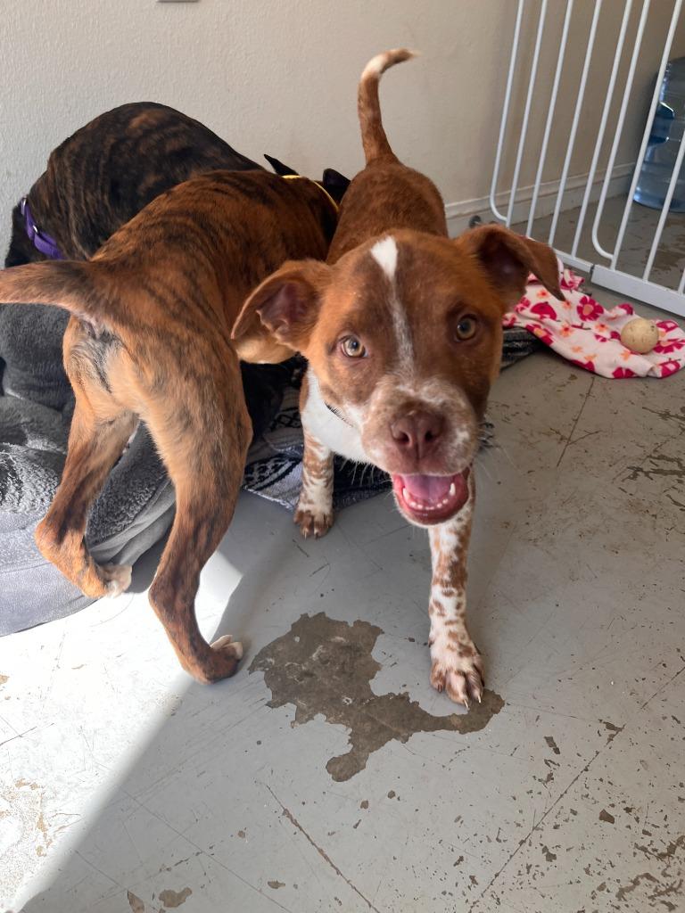 Enlarge Taquito, a Adoptable mixed breed in Canyon Country, CA image 1/6