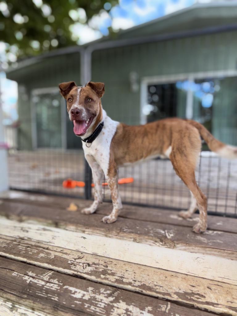 Enlarge Taquito, a Adoptable mixed breed in Canyon Country, CA image 2/6