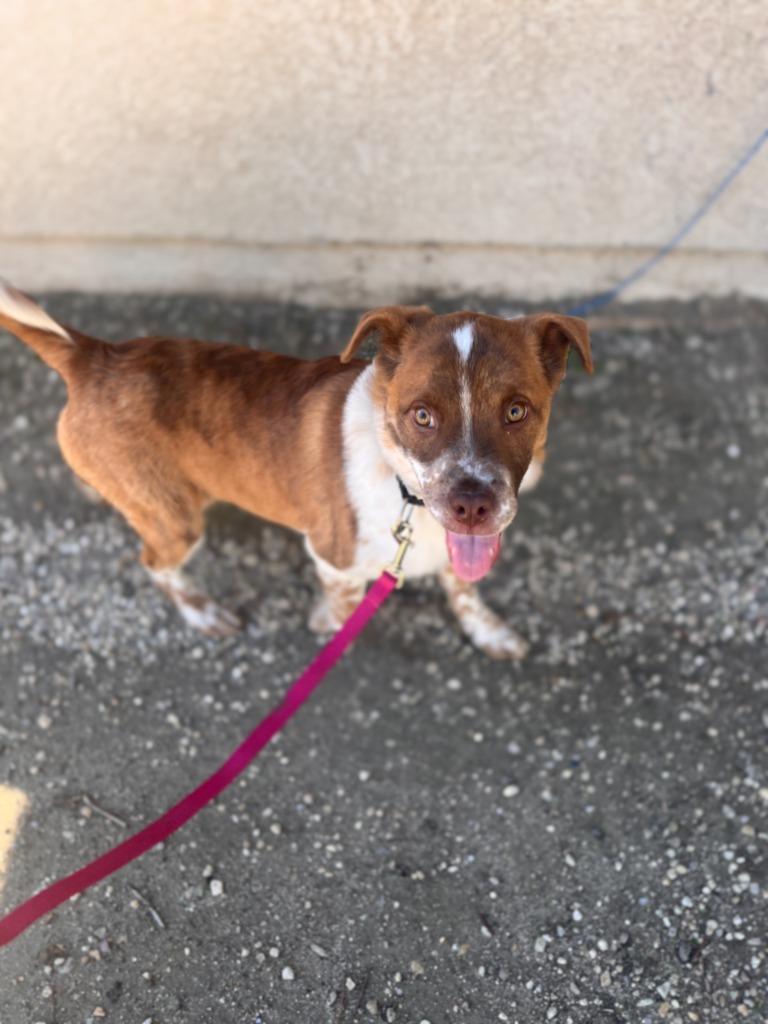 Enlarge Taquito, a Adoptable mixed breed in Canyon Country, CA image 3/6