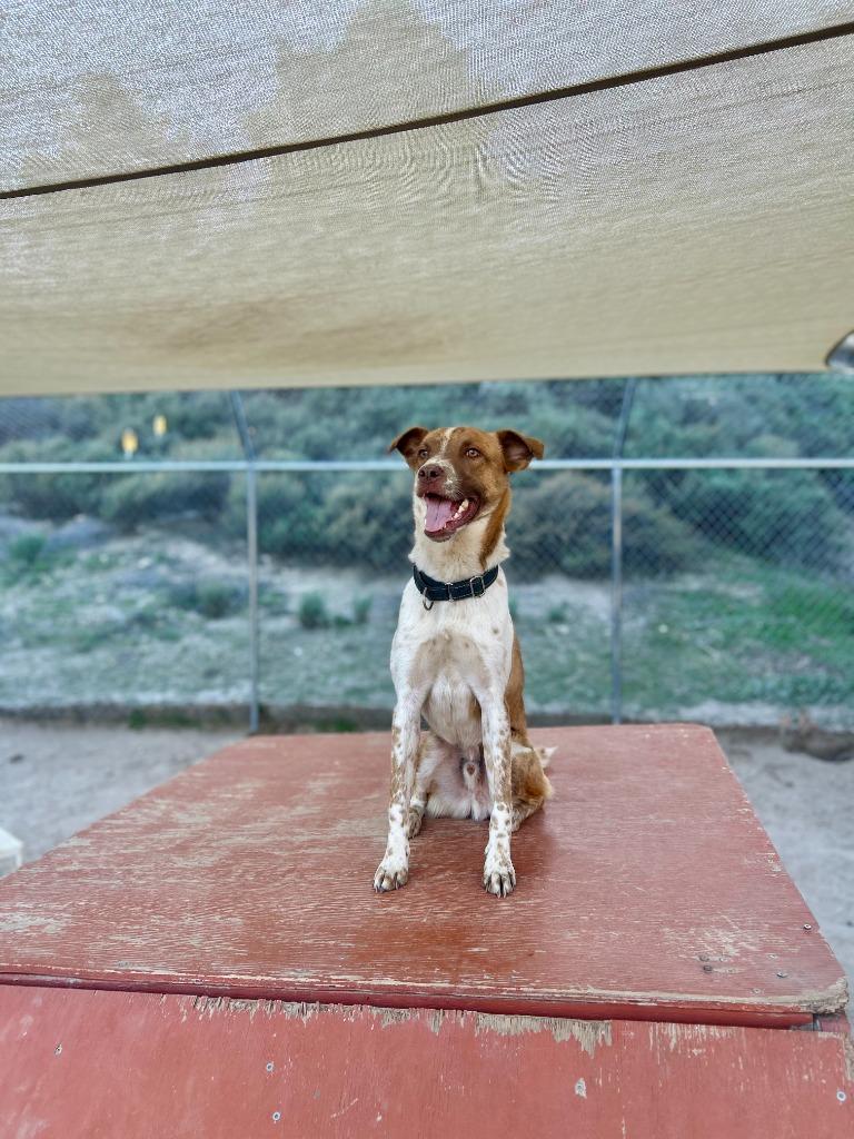 Enlarge Taquito, a Adoptable mixed breed in Canyon Country, CA image 4/6