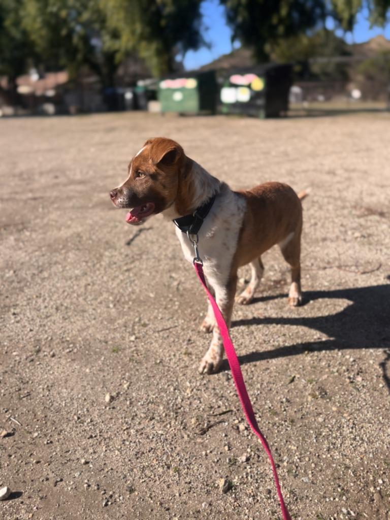 Enlarge Taquito, a Adoptable mixed breed in Canyon Country, CA image 5/6