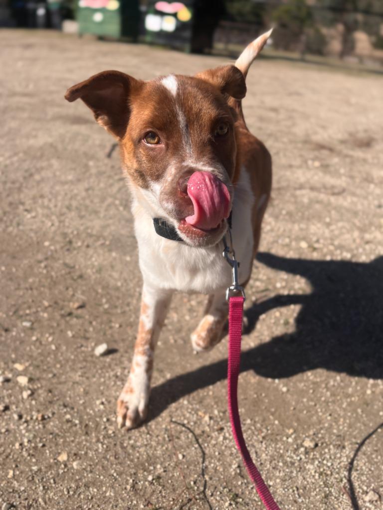 Enlarge Taquito, a Adoptable mixed breed in Canyon Country, CA image 6/6
