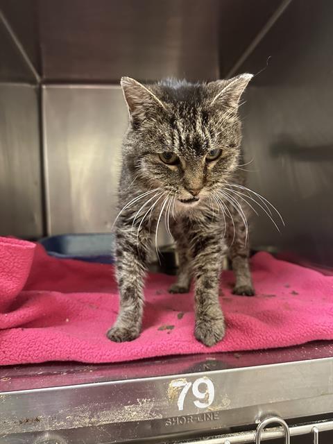 SHANTAY, Adoptable, Adult Female Domestic Short Hair.