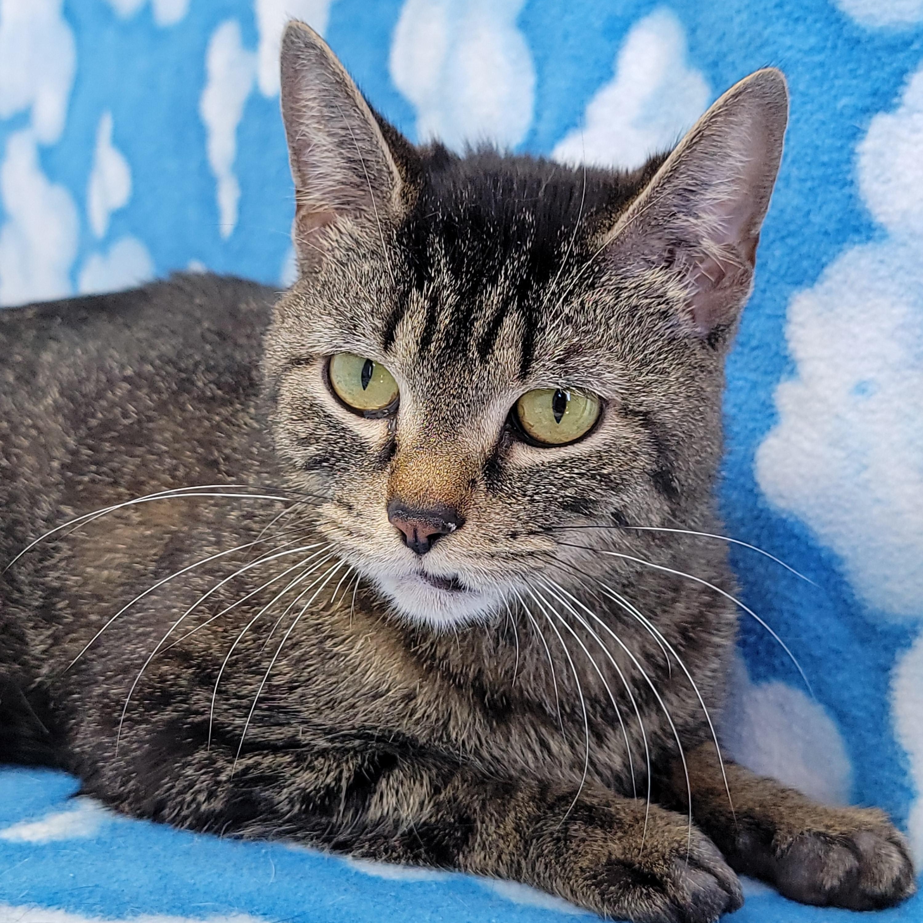 Dove, Adoptable, Adult Female Domestic Short Hair.