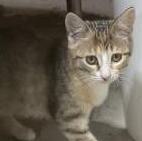 Enlarge Kit, a Adoptable Dilute Calico in Waverly, IA image 1/6