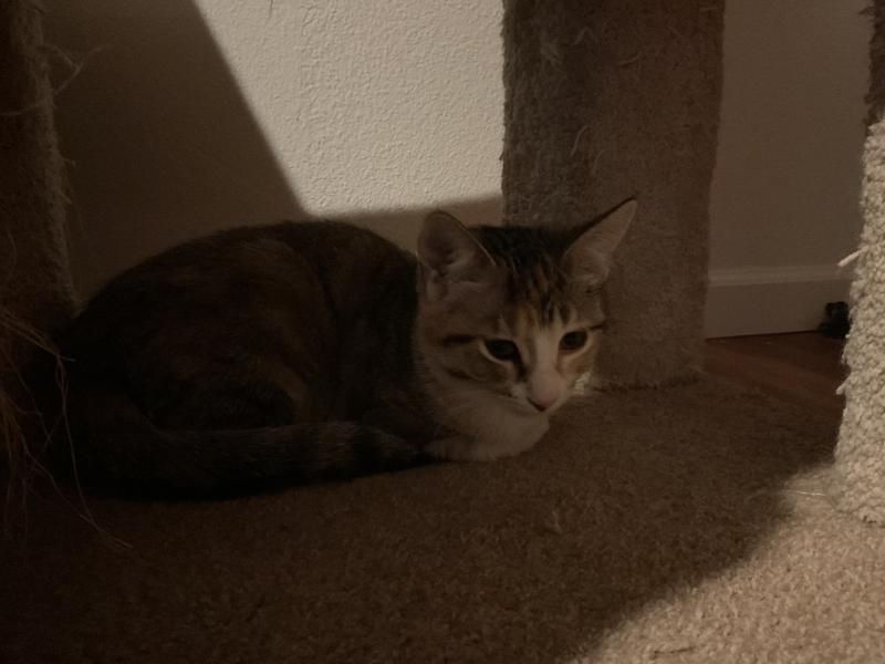 Enlarge Kit, a Adoptable Dilute Calico in Waverly, IA image 2/6