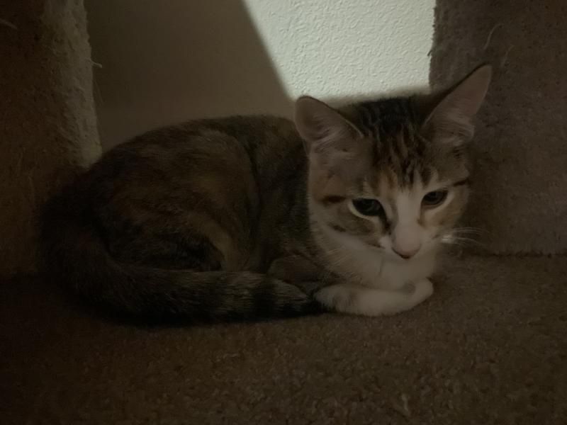 Enlarge Kit, a Adoptable Dilute Calico in Waverly, IA image 3/6