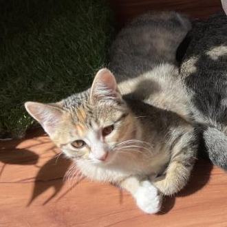 Enlarge Kit, a Adoptable Dilute Calico in Waverly, IA image 4/6