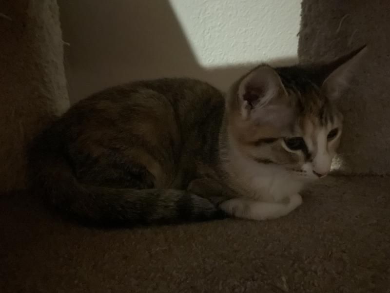 Enlarge Kit, a Adoptable Dilute Calico in Waverly, IA image 5/6