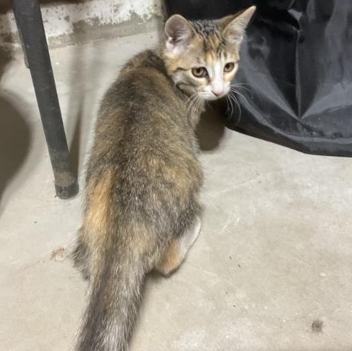 Enlarge Kit, a Adoptable Dilute Calico in Waverly, IA image 6/6