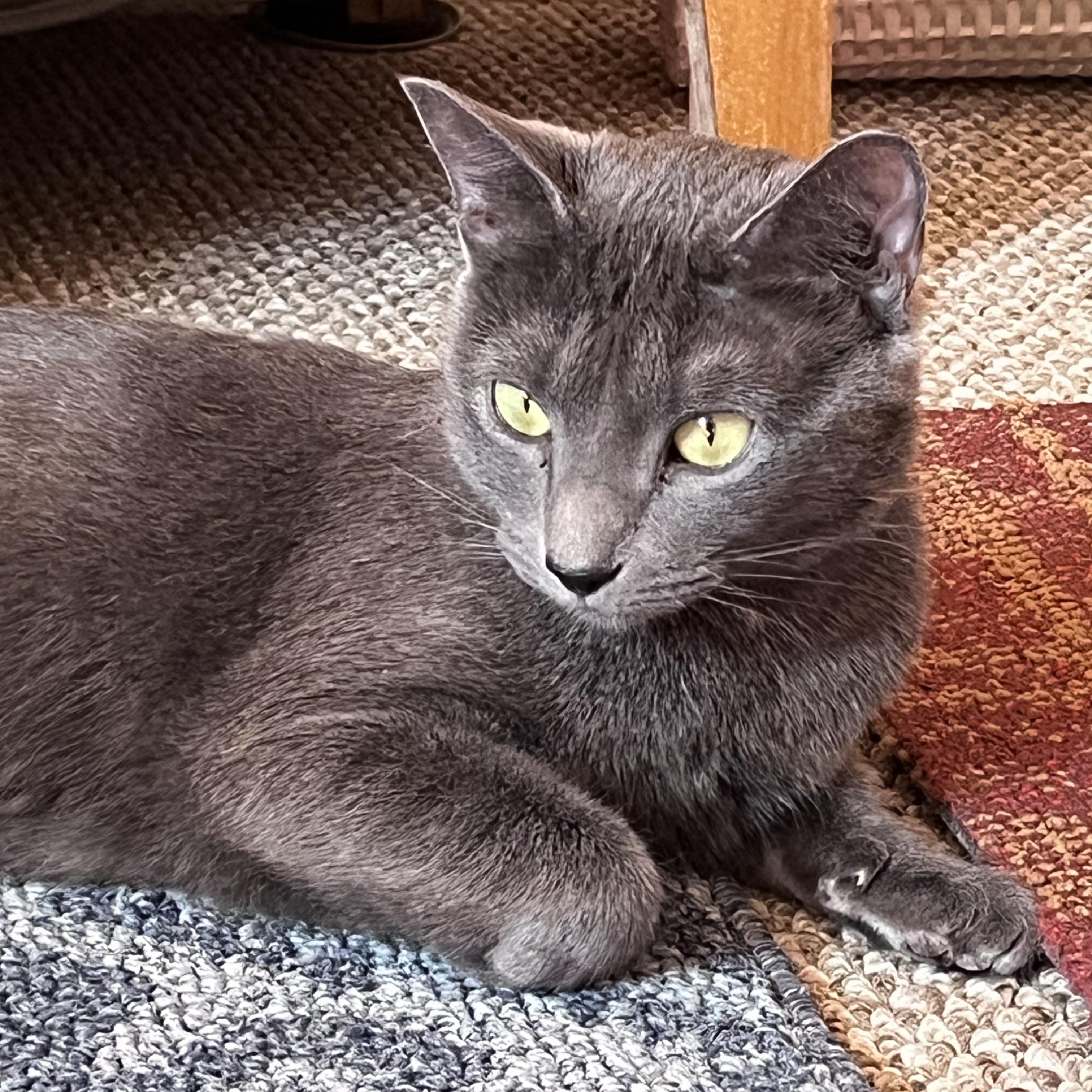 Darla, a ADOPTABLE mixed breed in Latham, NY image 1/4