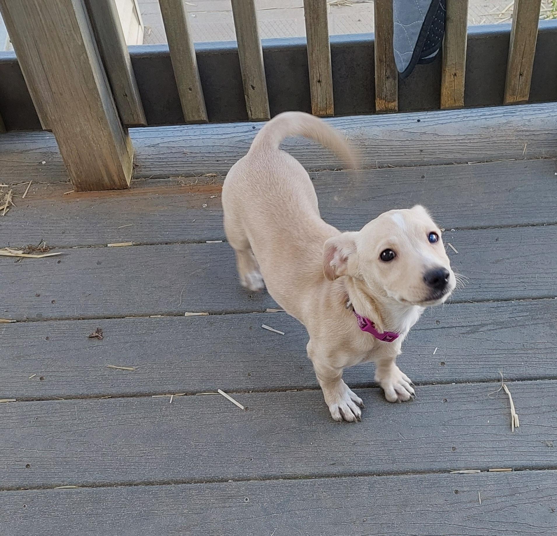 Enlarge Blake, a ADOPTABLE mixed breed in Conesus, NY image 2/3