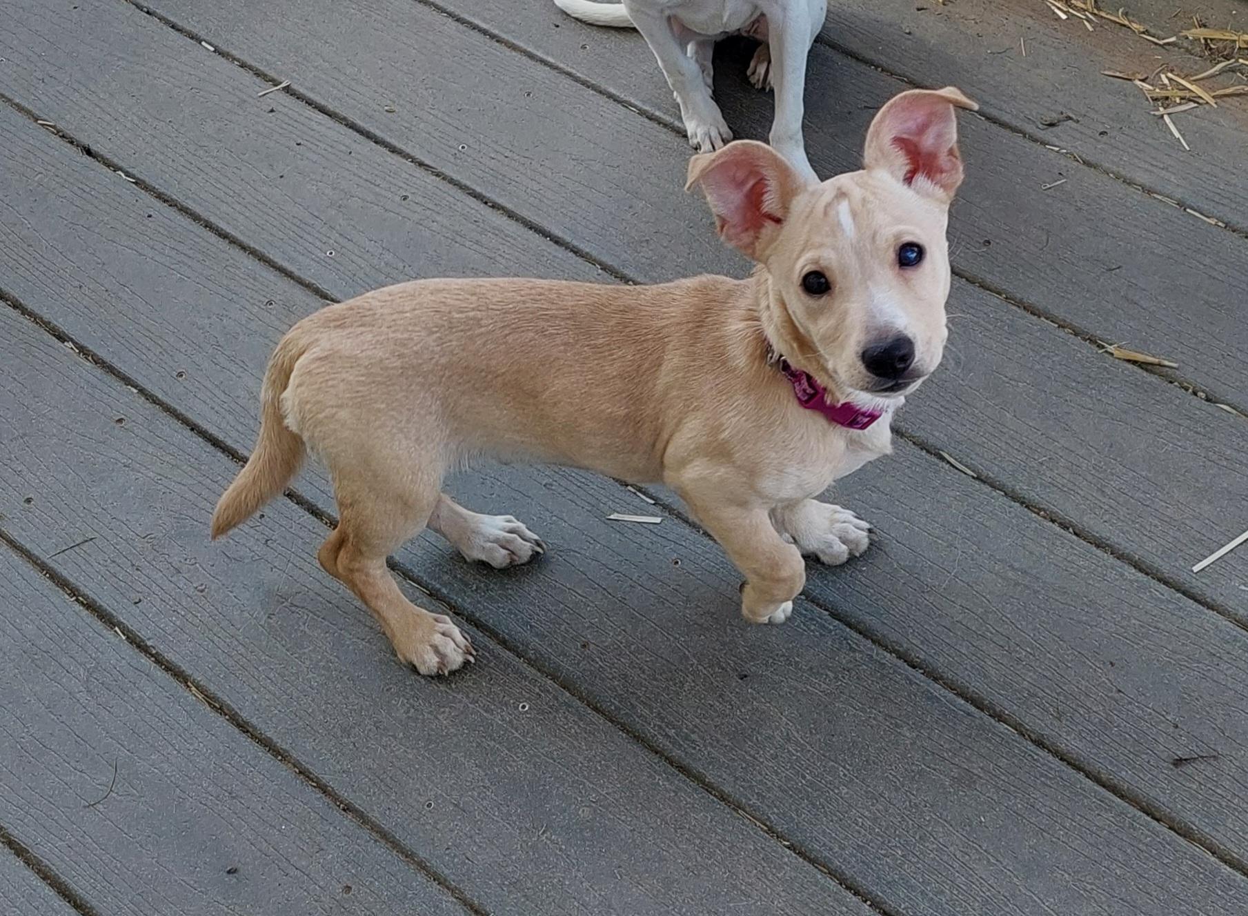 Enlarge Blake, a ADOPTABLE mixed breed in Conesus, NY image 1/3