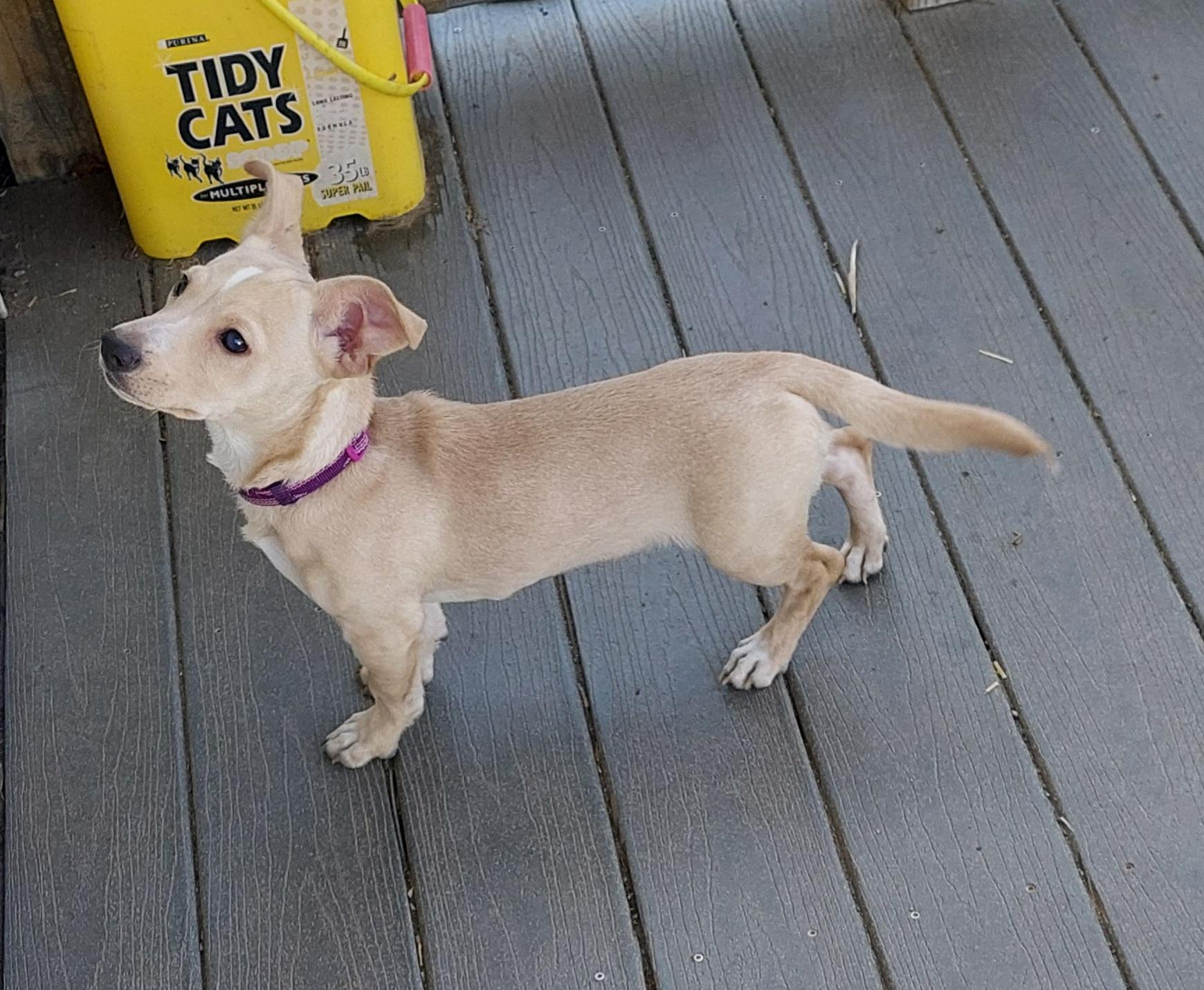 Enlarge Blake, a ADOPTABLE mixed breed in Conesus, NY image 3/3