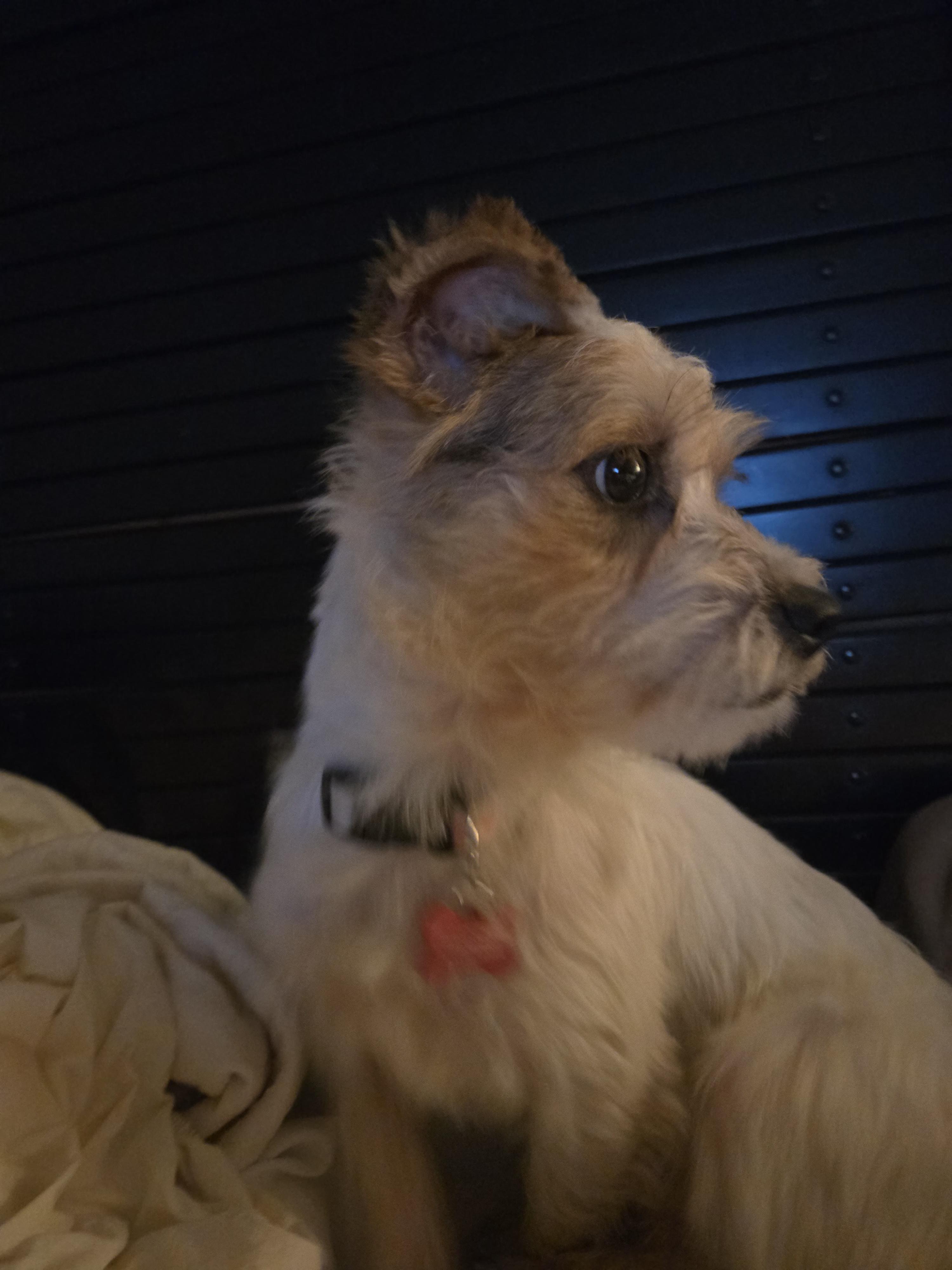 Enlarge Sparky, a ADOPTABLE Terrier in West Valley, UT image 4/4