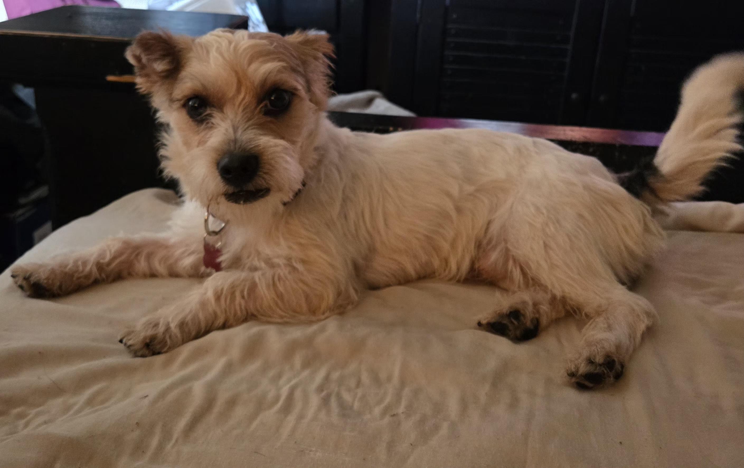 Enlarge Sparky, a ADOPTABLE Terrier in West Valley, UT image 2/4