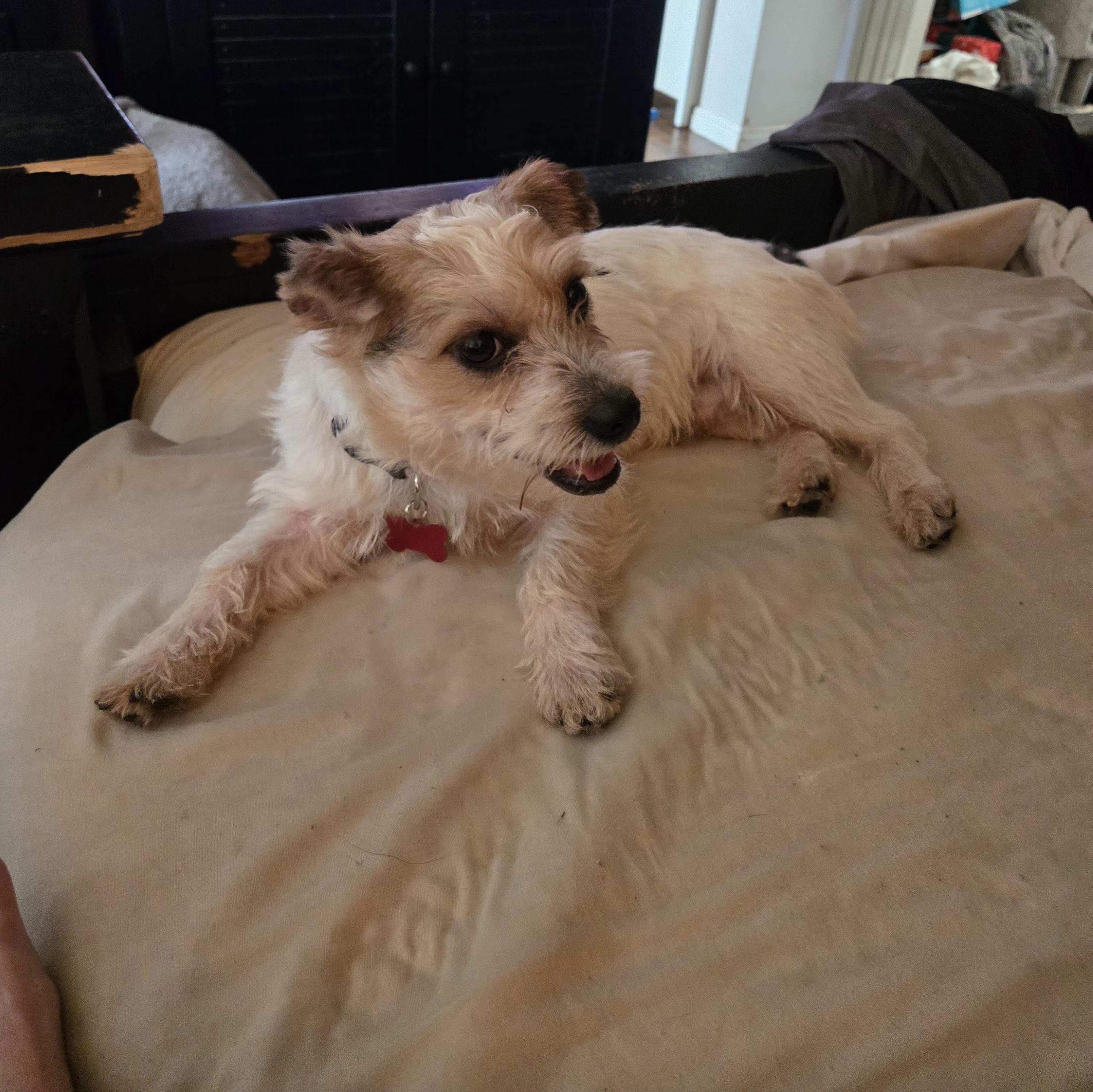 Enlarge Sparky, a ADOPTABLE Terrier in West Valley, UT image 3/4