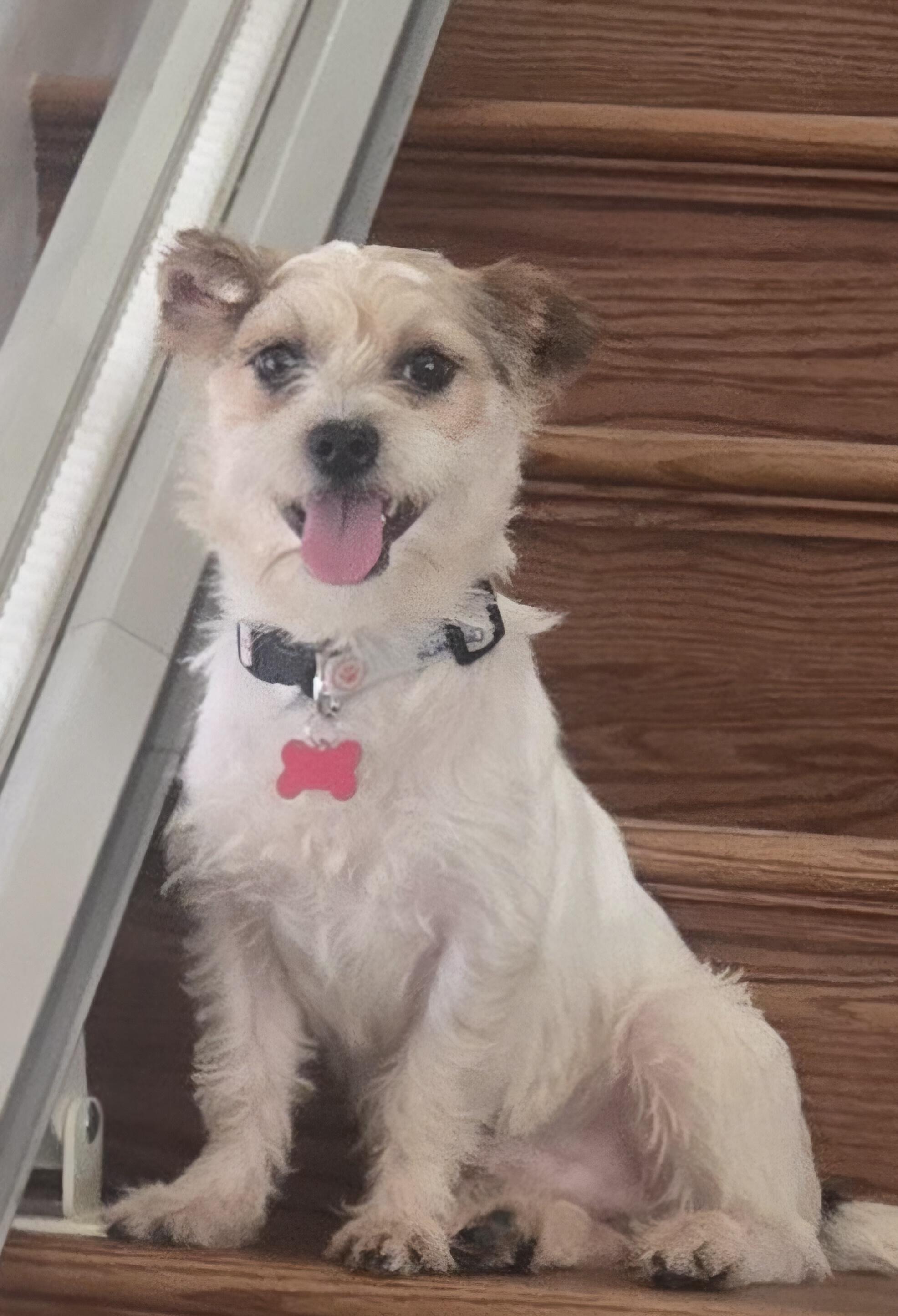 Sparky, ADOPTABLE, Adult Male Terrier.