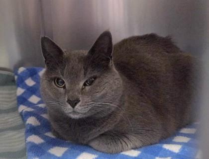 Coco Puff, ADOPTABLE, Adult Male Domestic Short Hair.