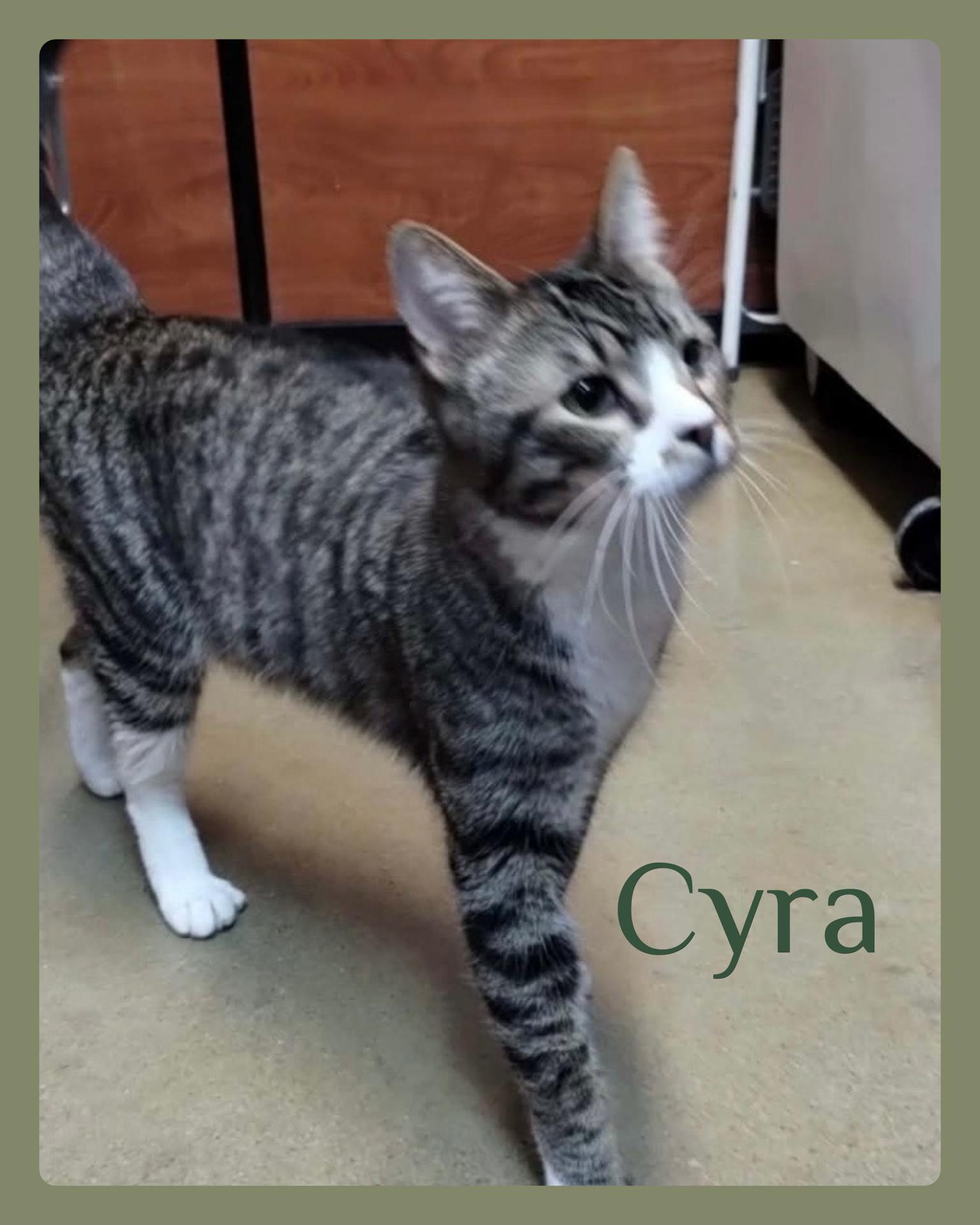 Enlarge CYRA, an adopted Tabby in Lawton, OK image 1/1