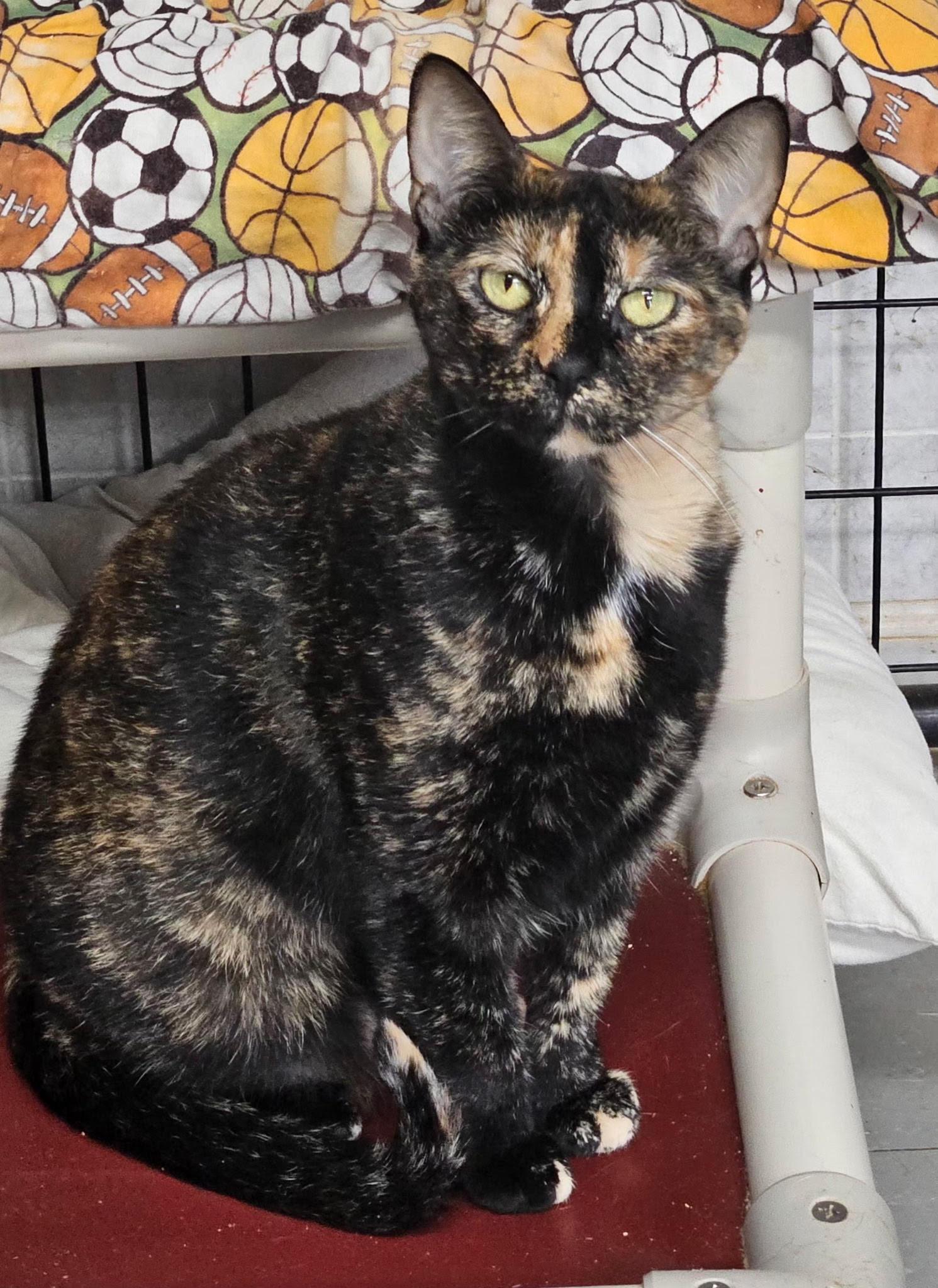 Enlarge Tootsie, a Adopted Domestic Short Hair in Hoopeston, IL image 2/2