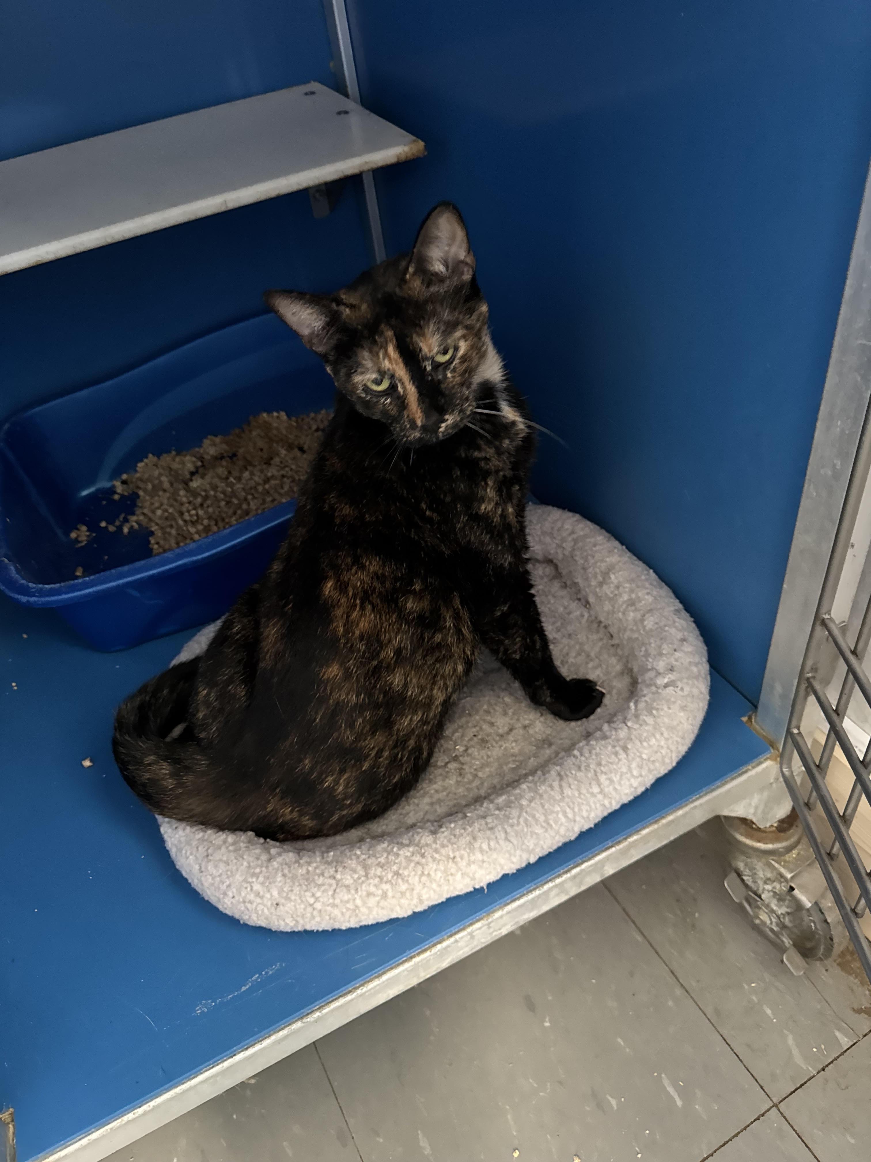 Enlarge Tootsie, a Adopted Domestic Short Hair in Hoopeston, IL image 1/2