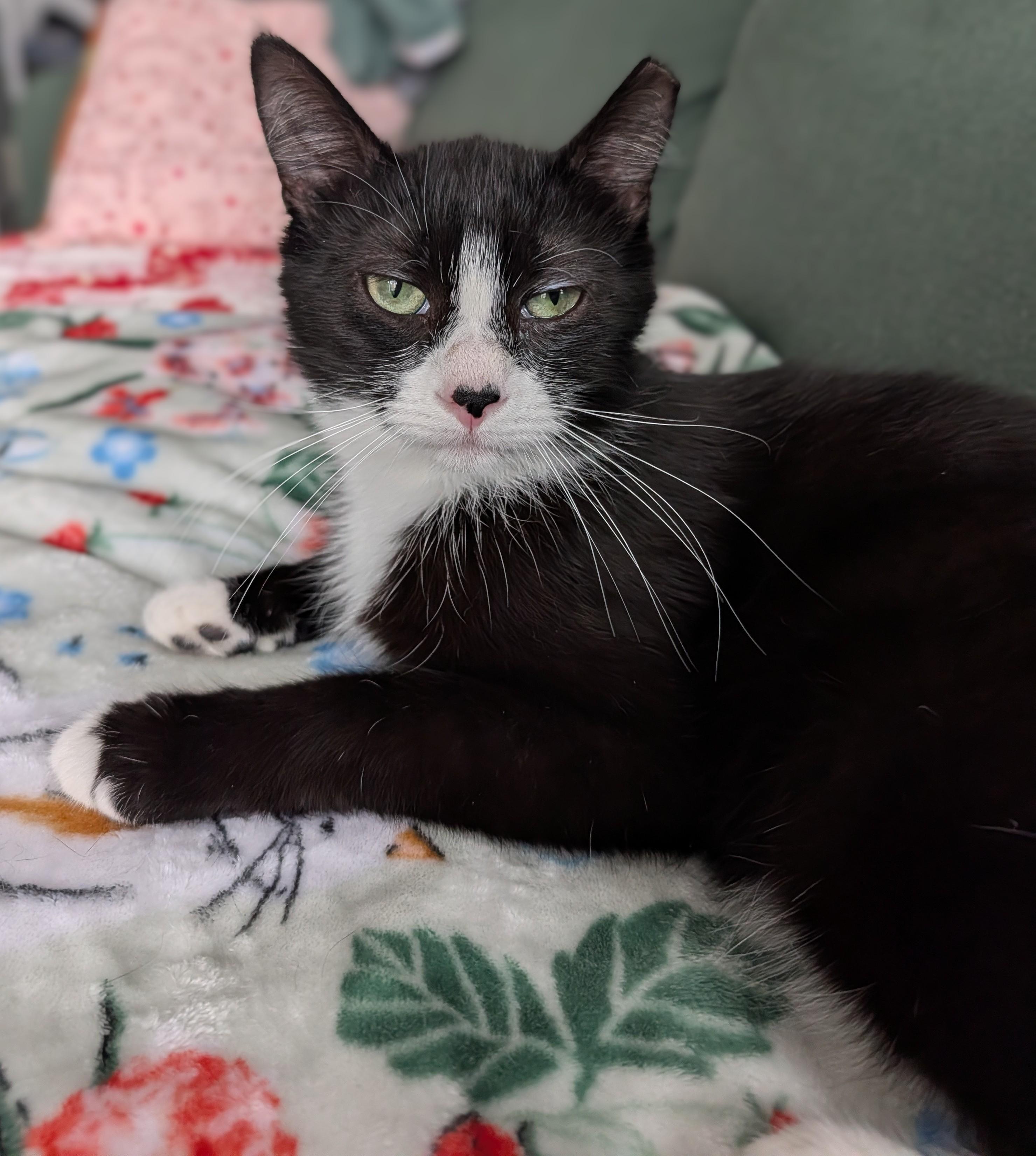 Romy (aka Romeo)-Must be adopted with buddy cat, an adoptable Domestic Short Hair in Toronto, ON image 4/4