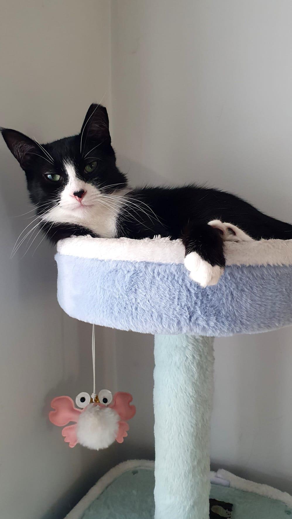 Romy (aka Romeo)-Must be adopted with buddy cat, an adoptable Domestic Short Hair in Toronto, ON image 3/4