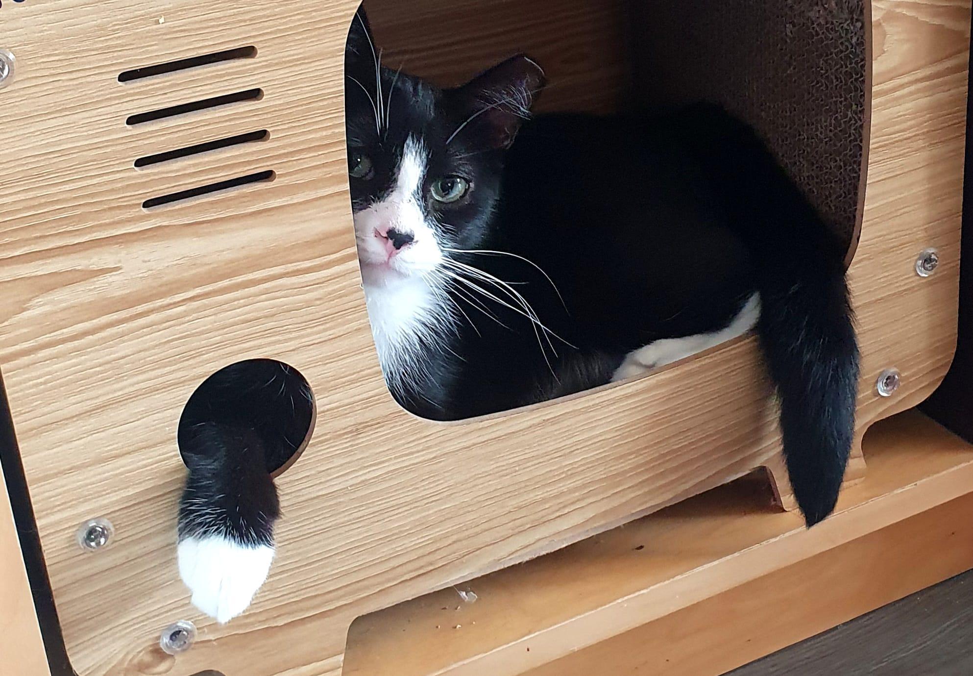 Romy (aka Romeo)-Must be adopted with buddy cat, an adoptable Domestic Short Hair in Toronto, ON image 1/4