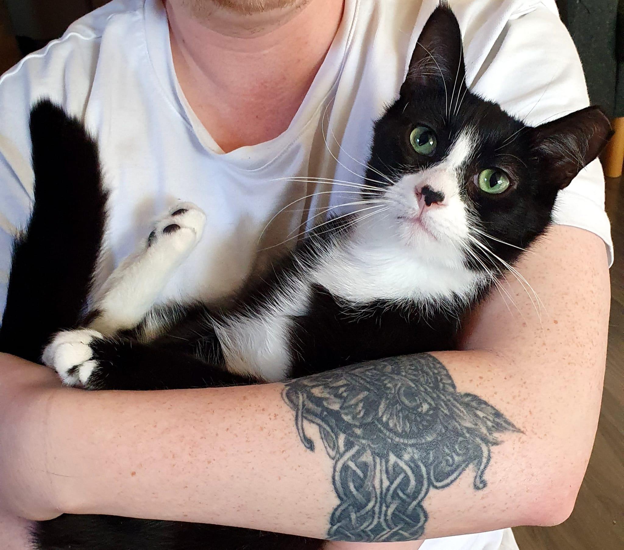 Romy (aka Romeo)-Must be adopted with buddy cat, an adoptable Domestic Short Hair in Toronto, ON image 2/4