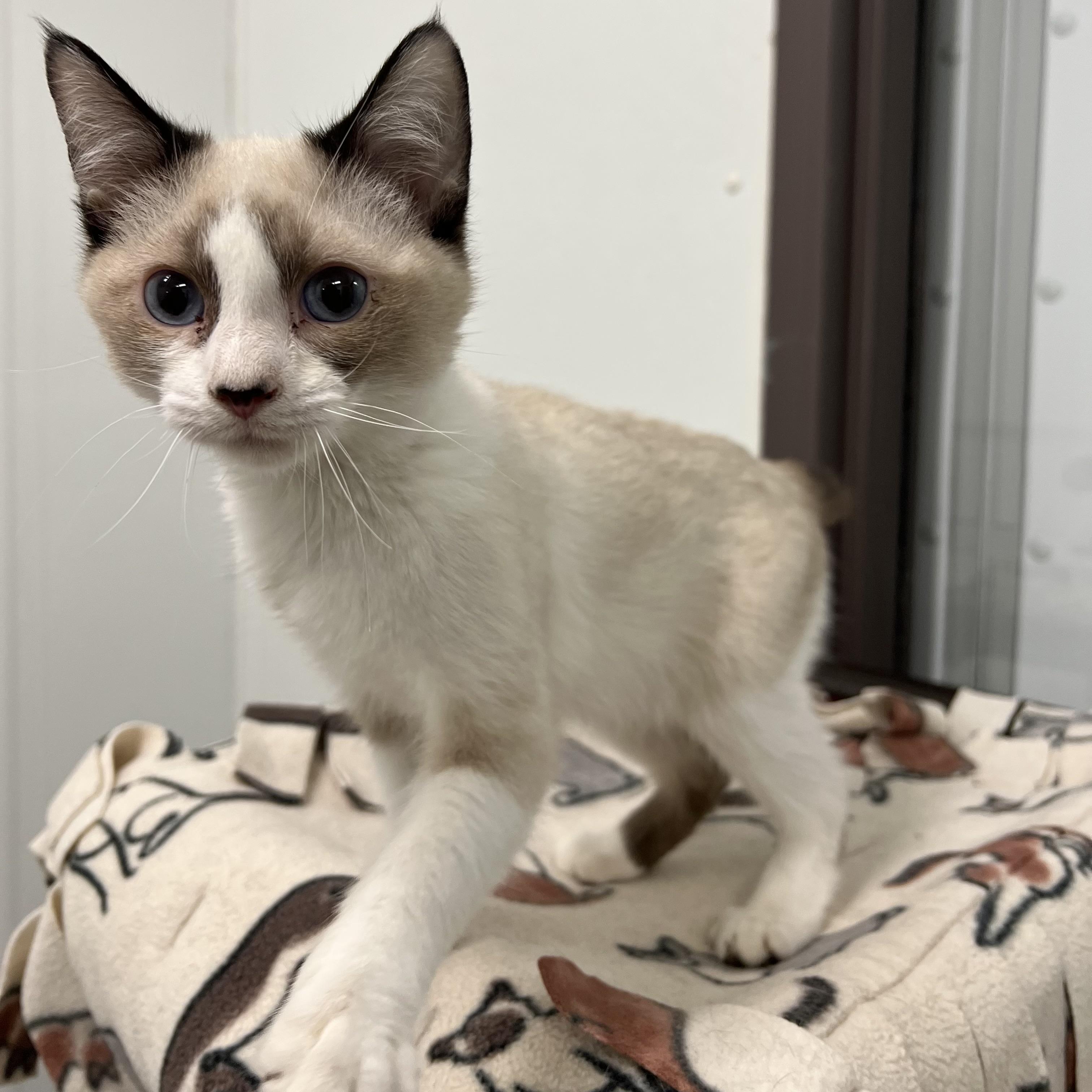 Aslan, an adopted mixed breed in Fairmont, MN image 3/6