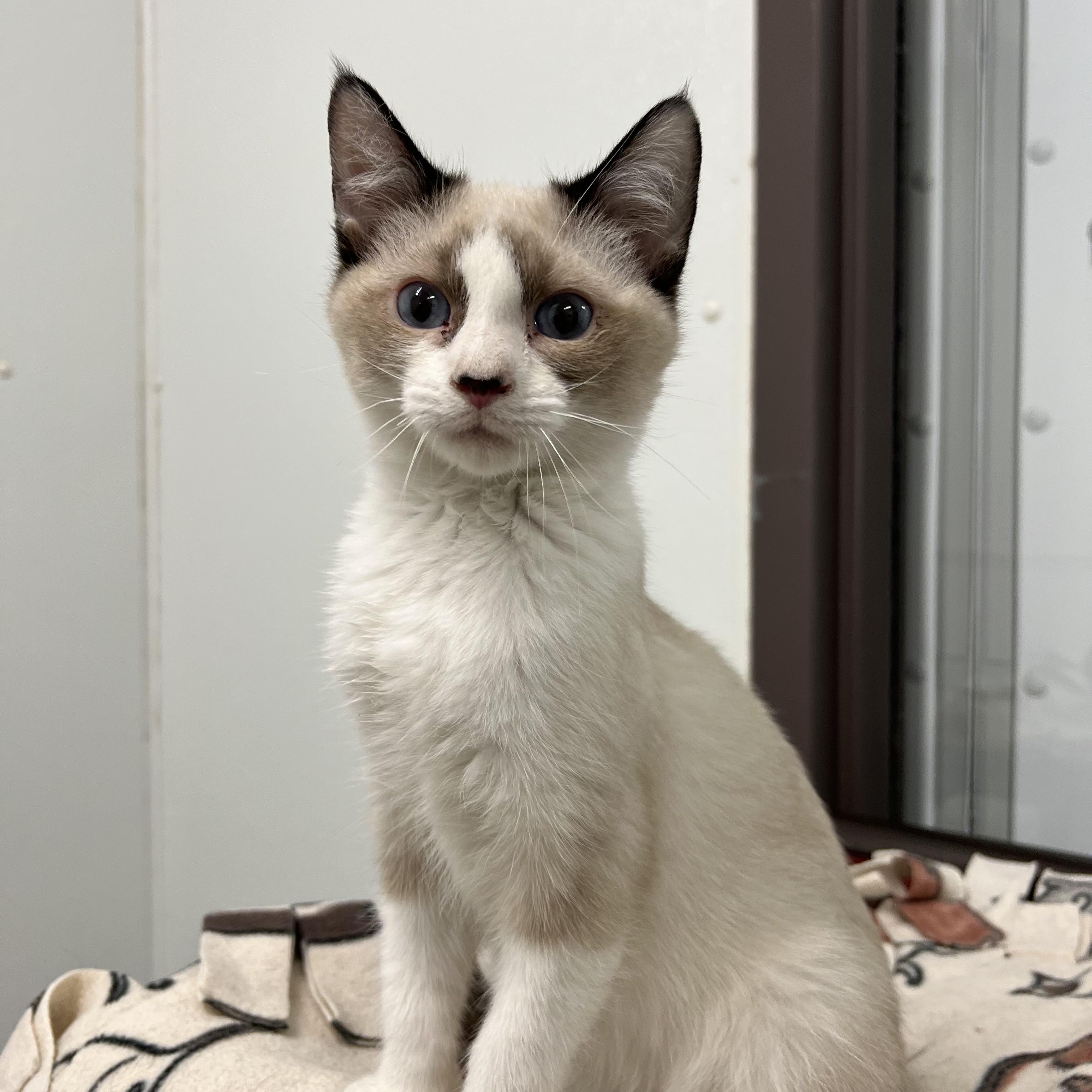 Aslan, an adopted mixed breed in Fairmont, MN image 1/6