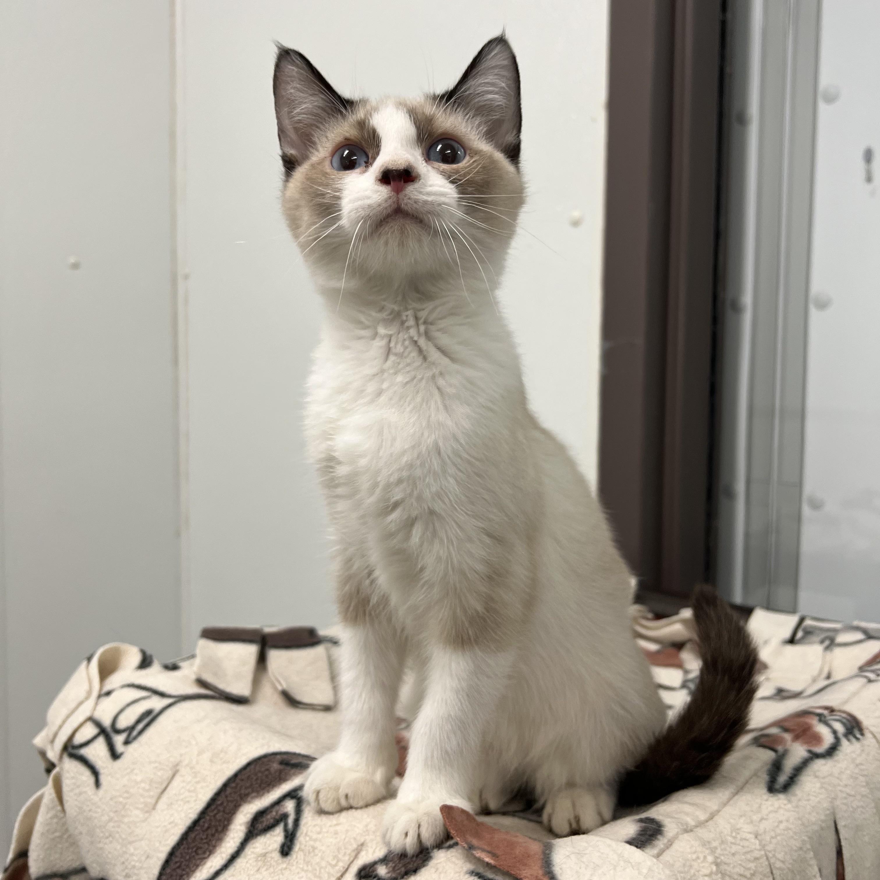 Aslan, an adopted mixed breed in Fairmont, MN image 2/6