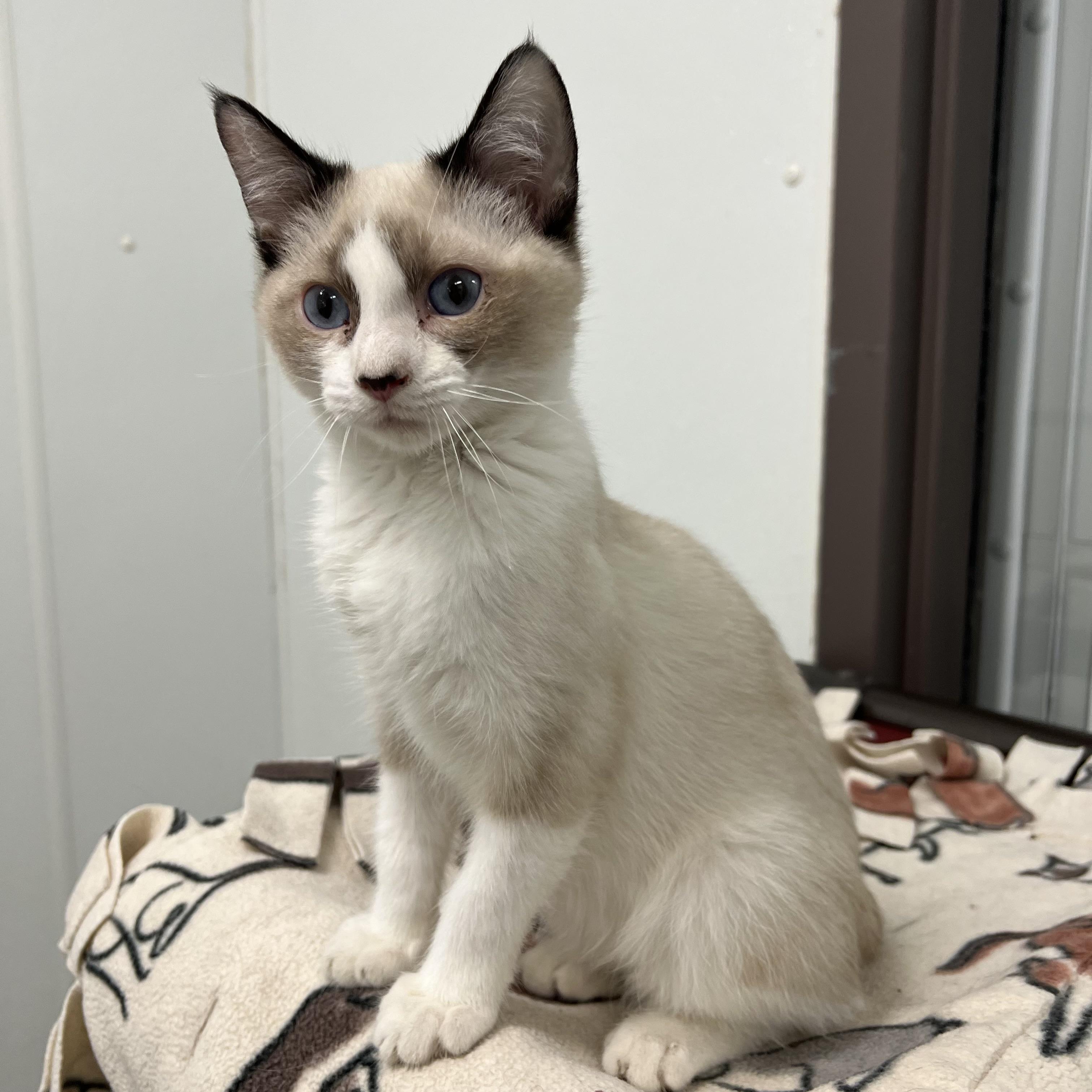 Aslan, an adopted mixed breed in Fairmont, MN image 4/6