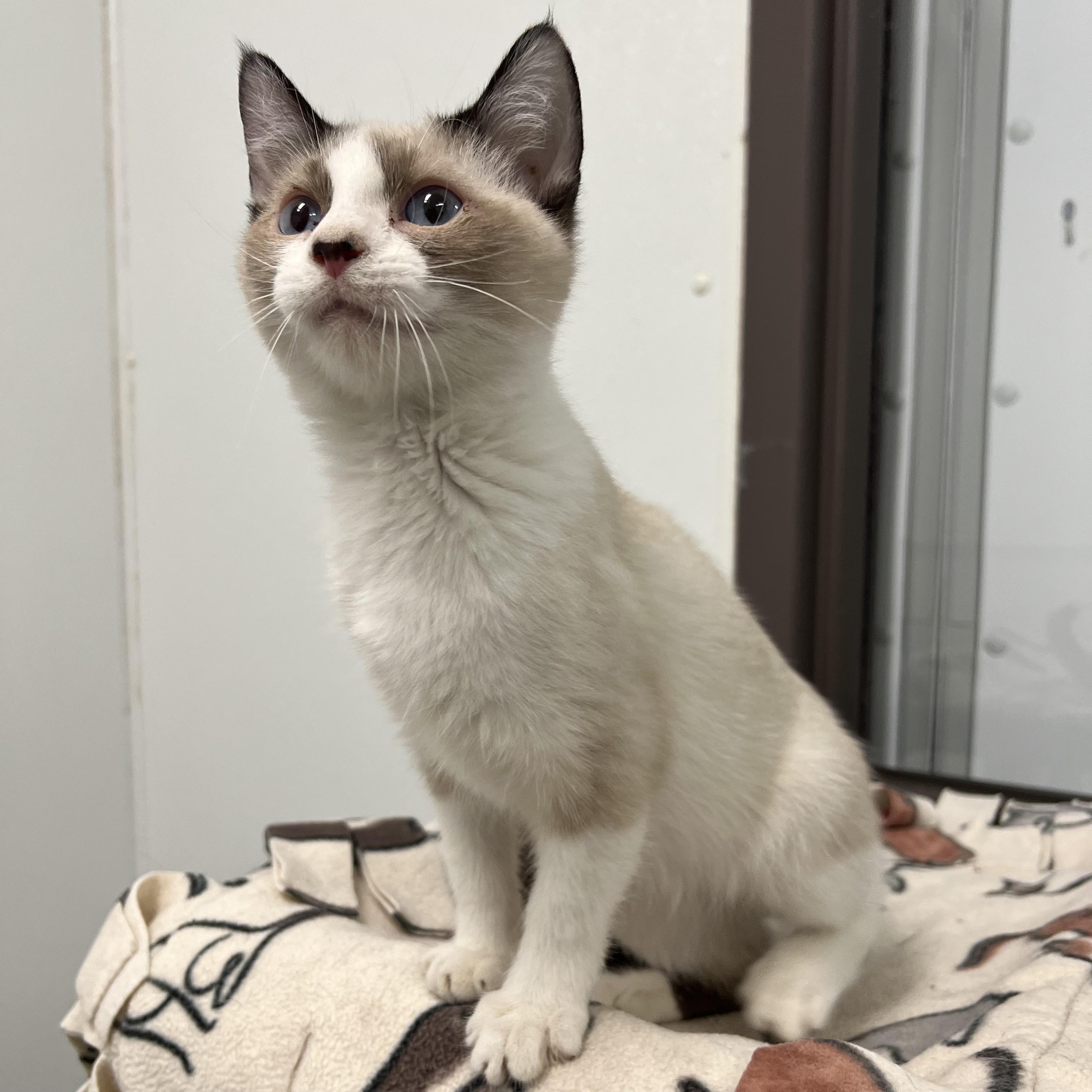 Aslan, an adopted mixed breed in Fairmont, MN image 6/6