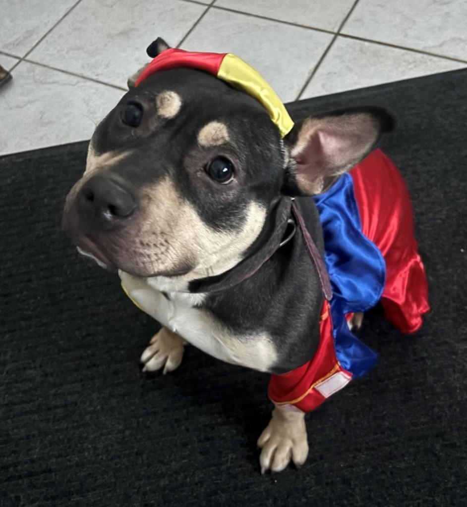 Enlarge CHERRY, a Adoptable mixed breed in Hastings, MI image 1/3