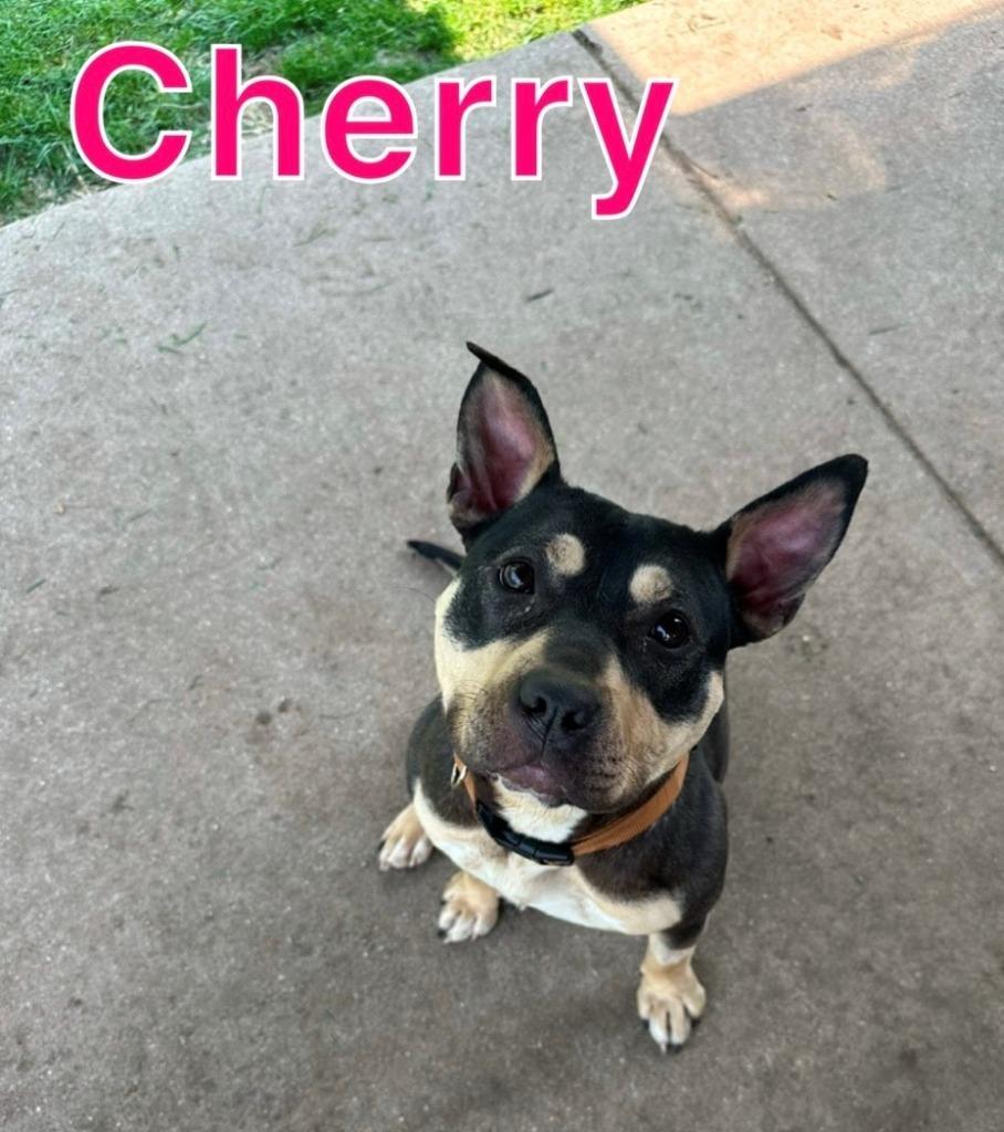 Enlarge CHERRY, a Adoptable mixed breed in Hastings, MI image 1/3