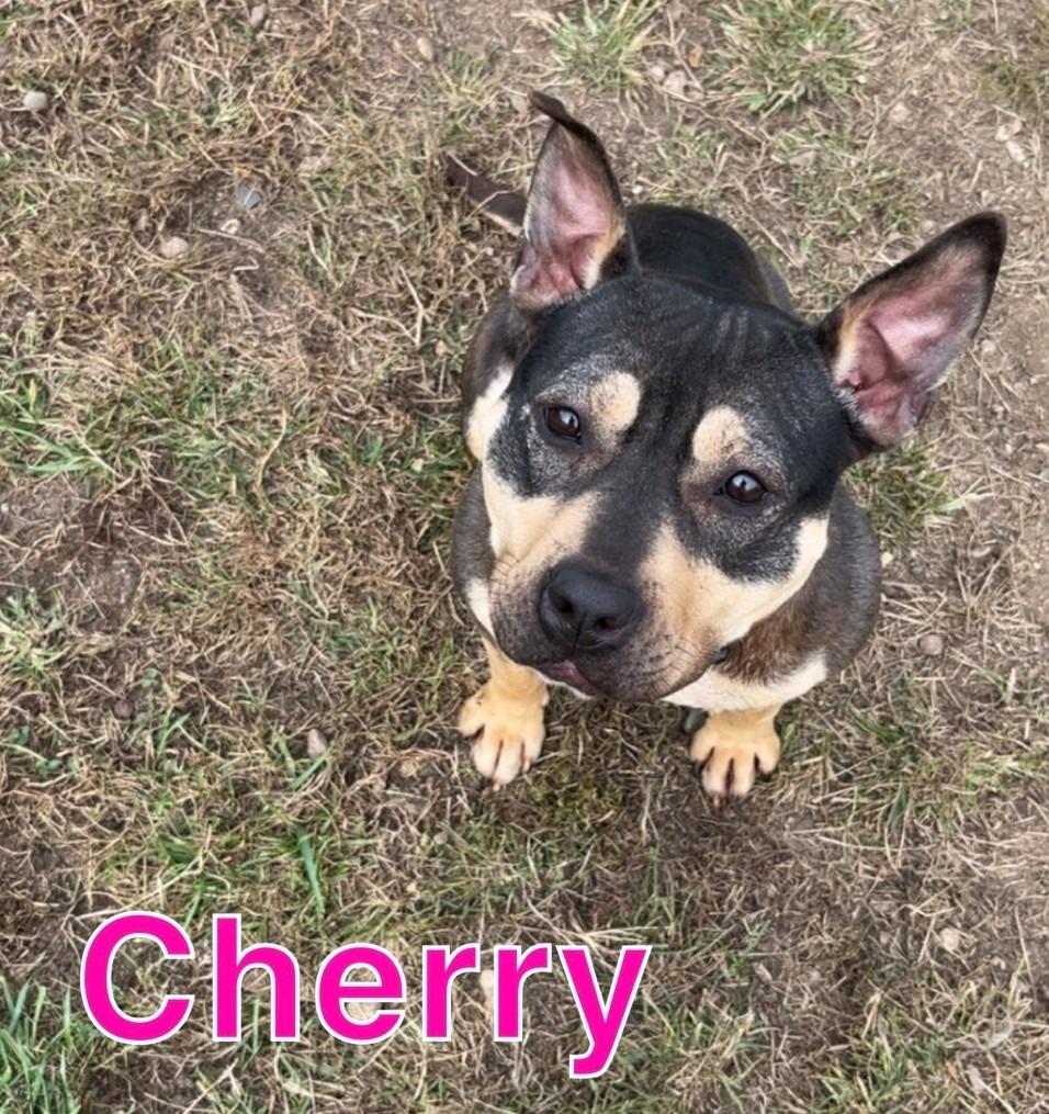 Enlarge CHERRY, a Adoptable mixed breed in Hastings, MI image 3/3