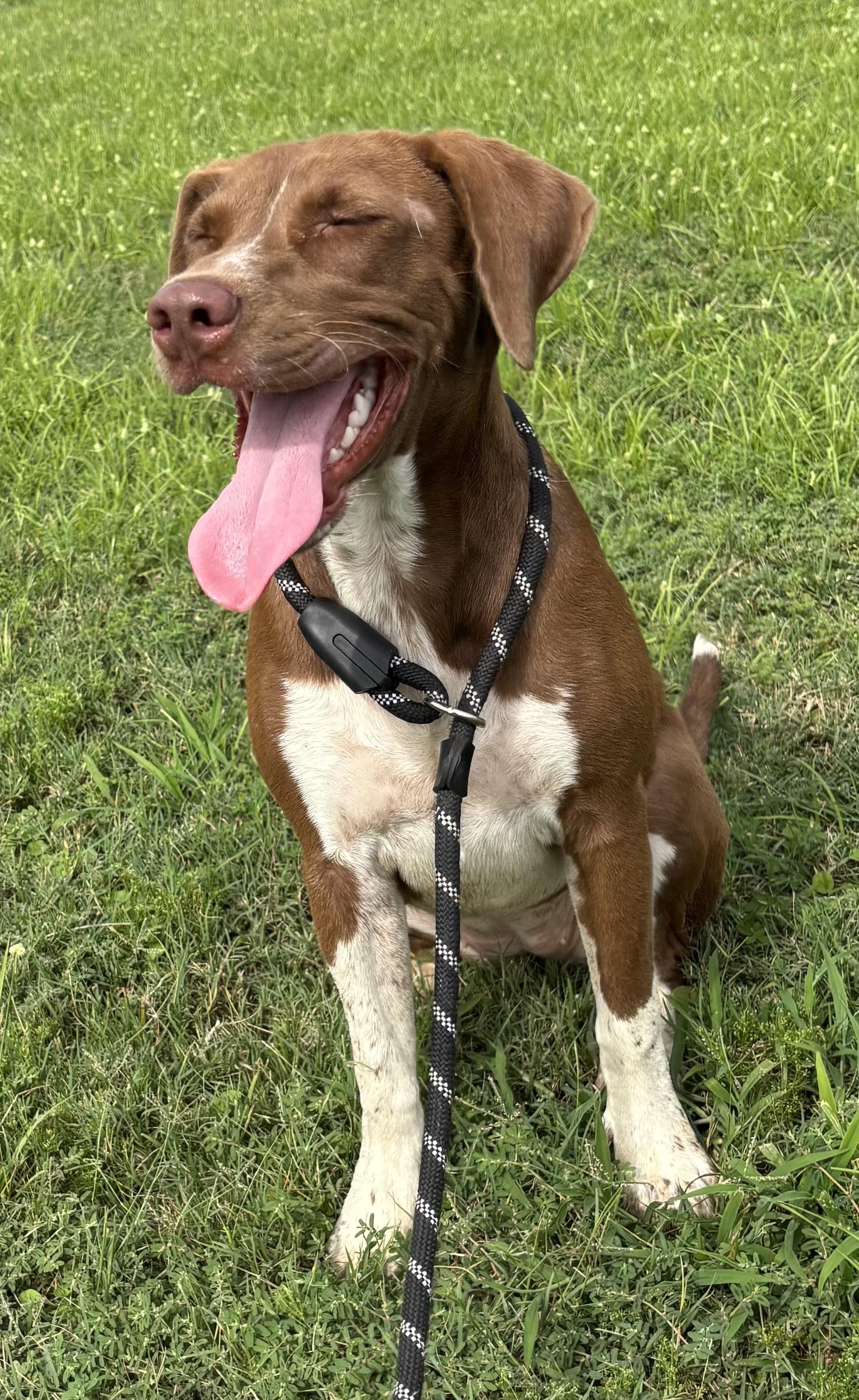 Cinnamon