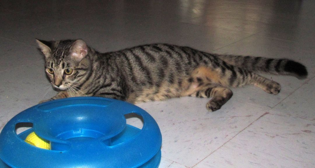 MARY, a Adoptable mixed breed in Crystal River, FL image 5/6