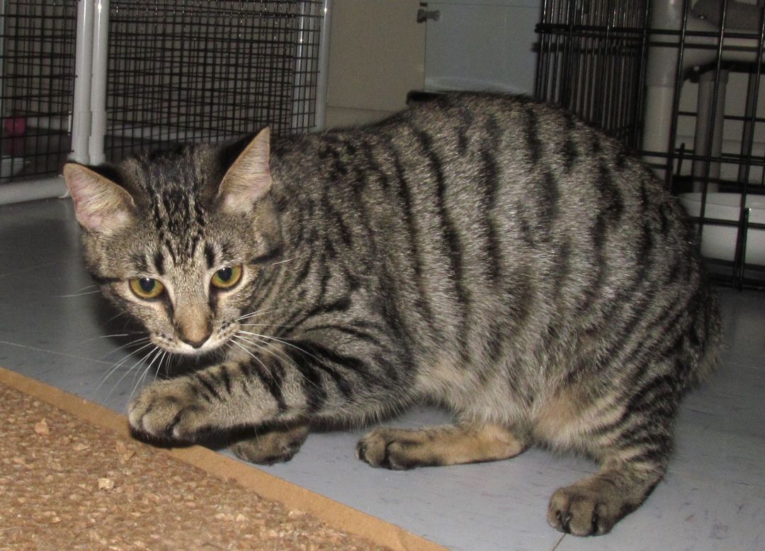 MARY, a Adoptable mixed breed in Crystal River, FL image 6/6