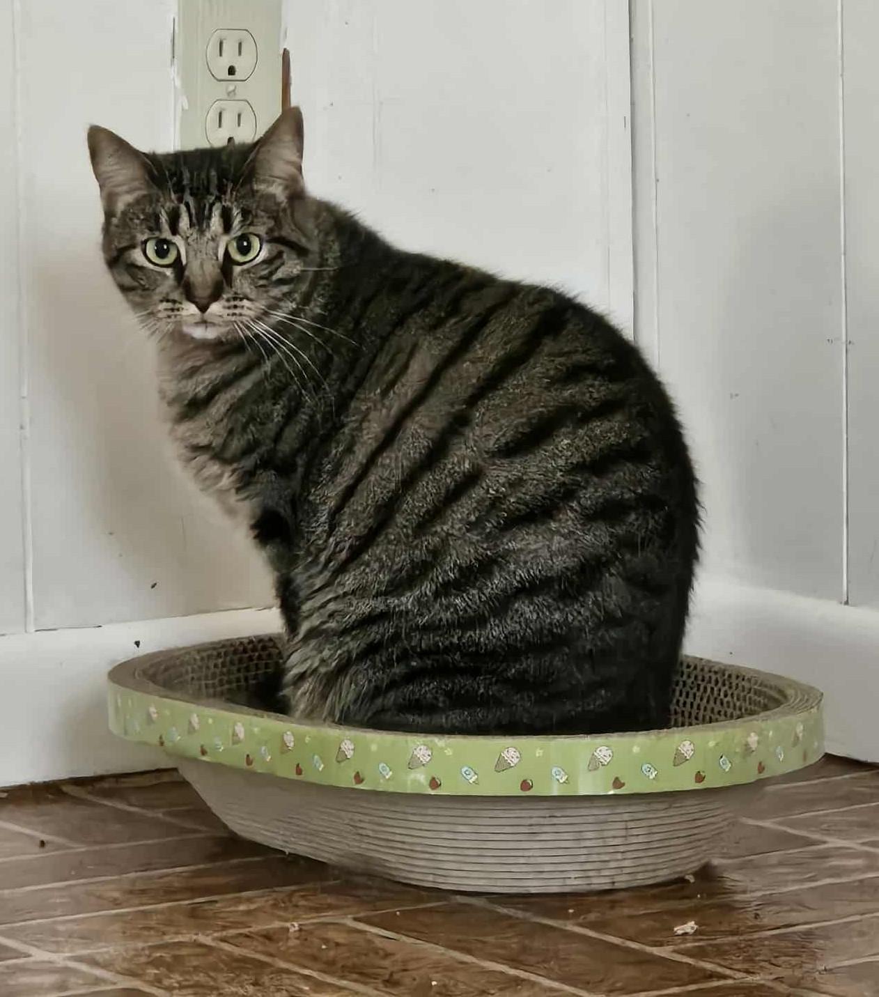 MARY, a Adoptable mixed breed in Crystal River, FL image 1/6