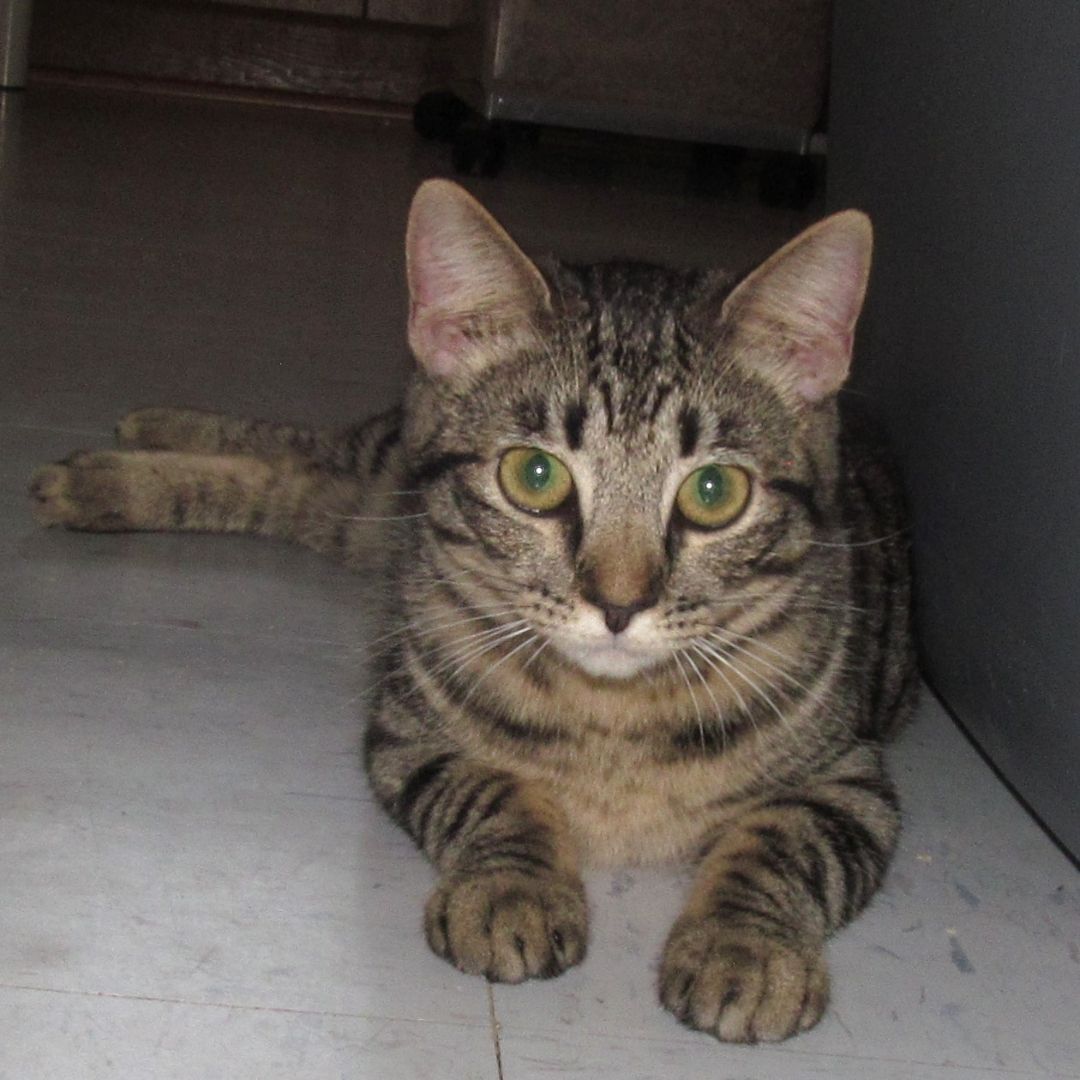 MARY, Adoptable, Adult Female Tabby & Domestic Short Hair.