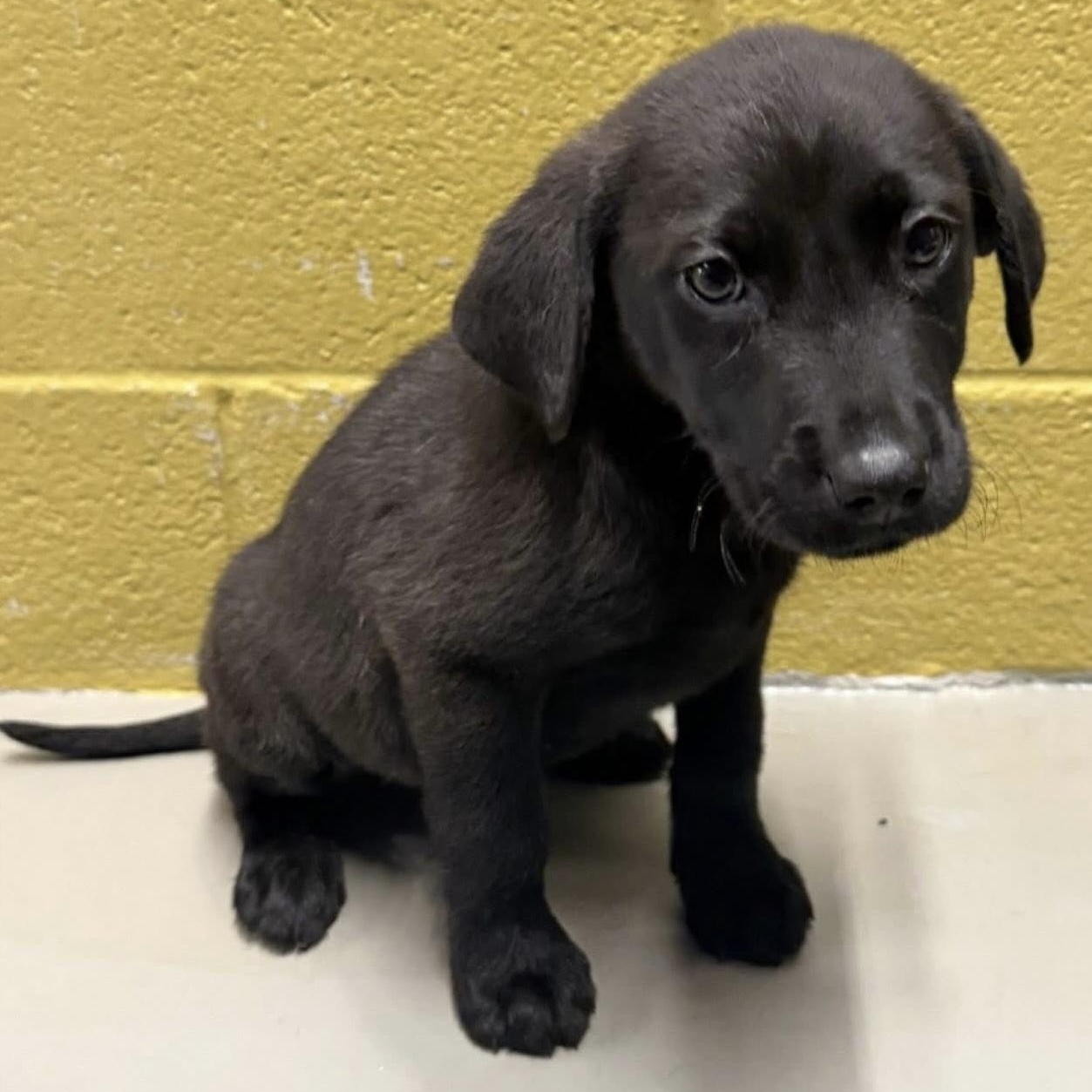 Sprout, Adoptable, Puppy Male Labrador Retriever & Mixed Breed.