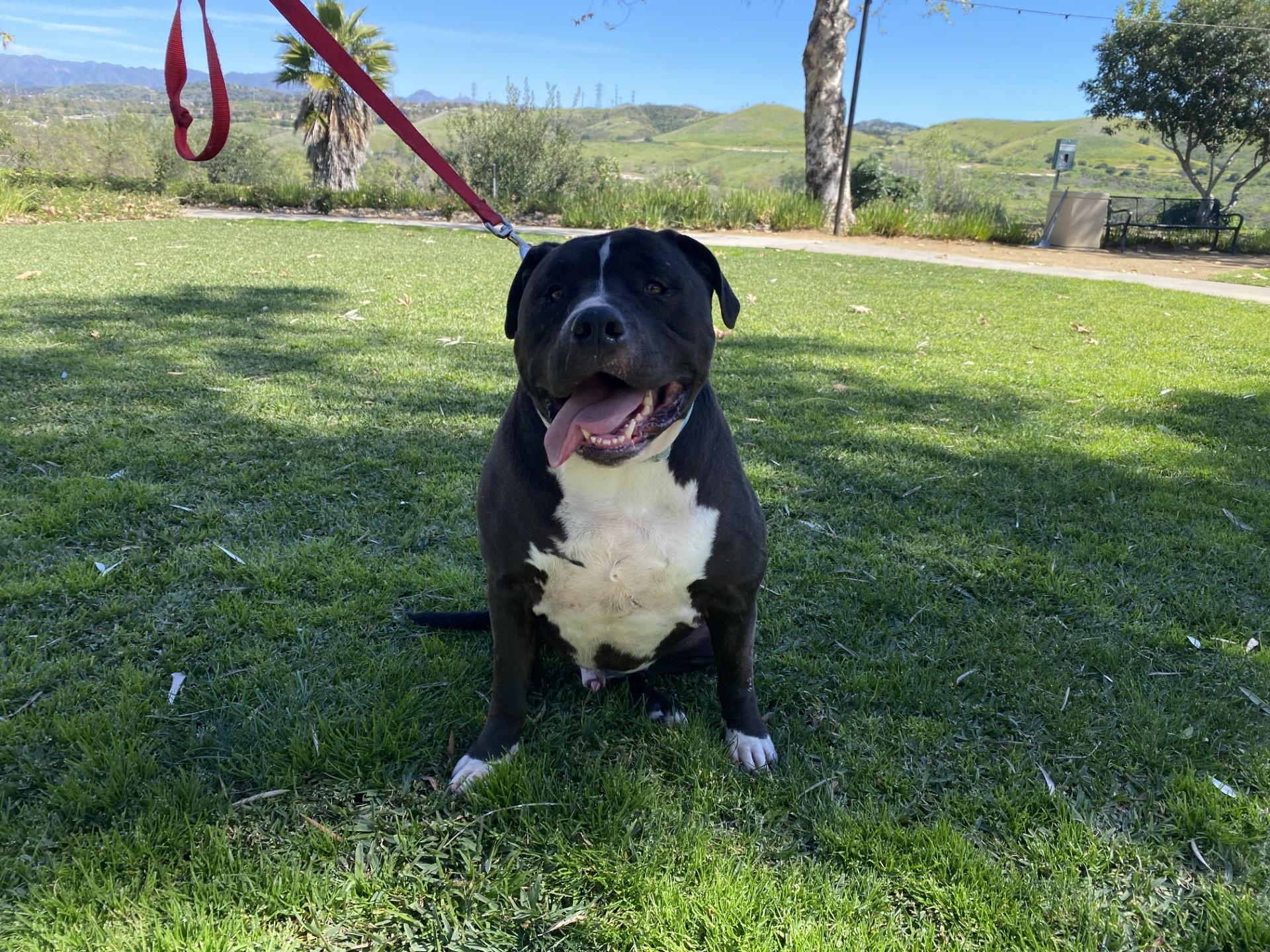 Pitapotomus, ADOPTABLE, Adult Male Pit Bull Terrier.